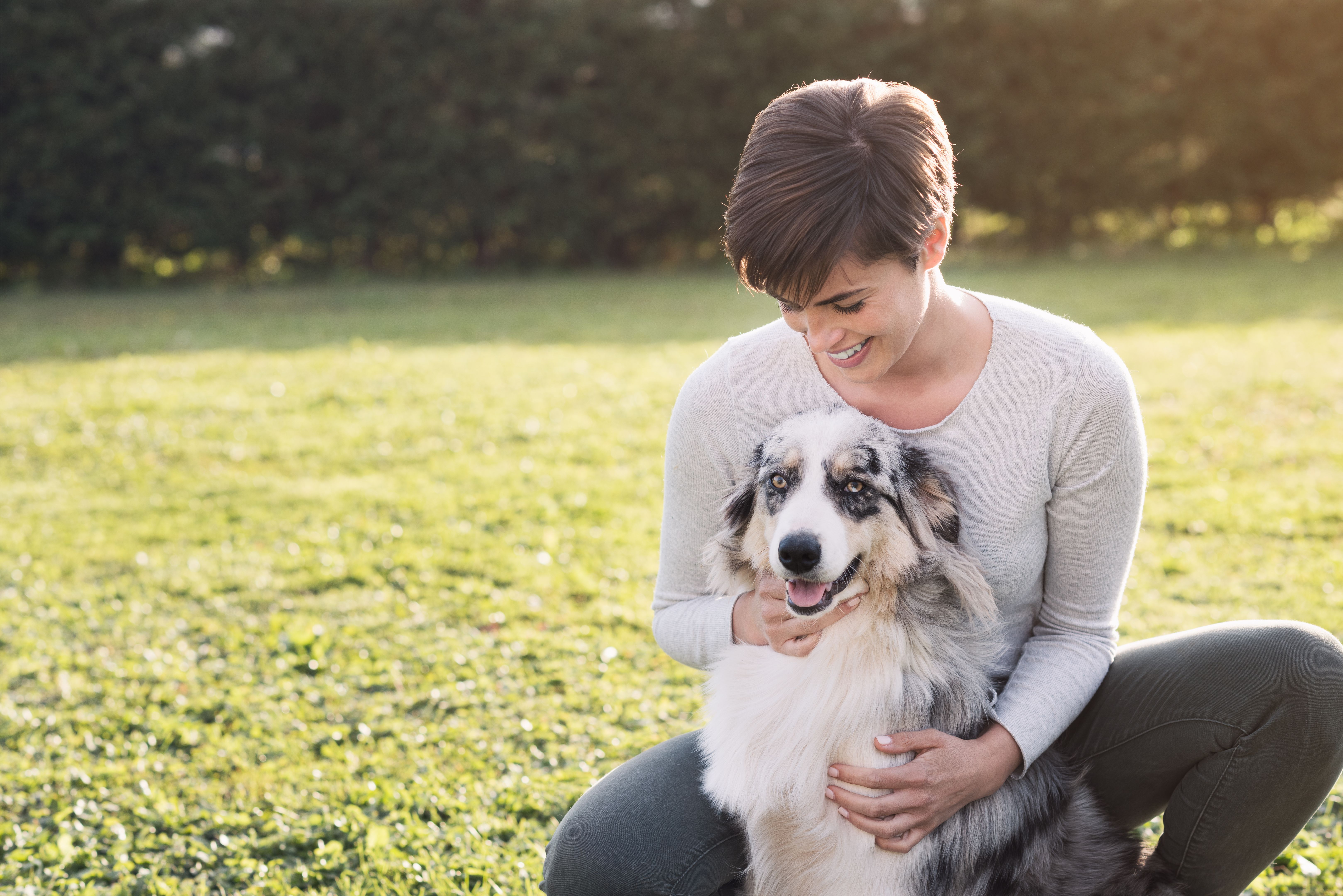 australian shepherd with owner
