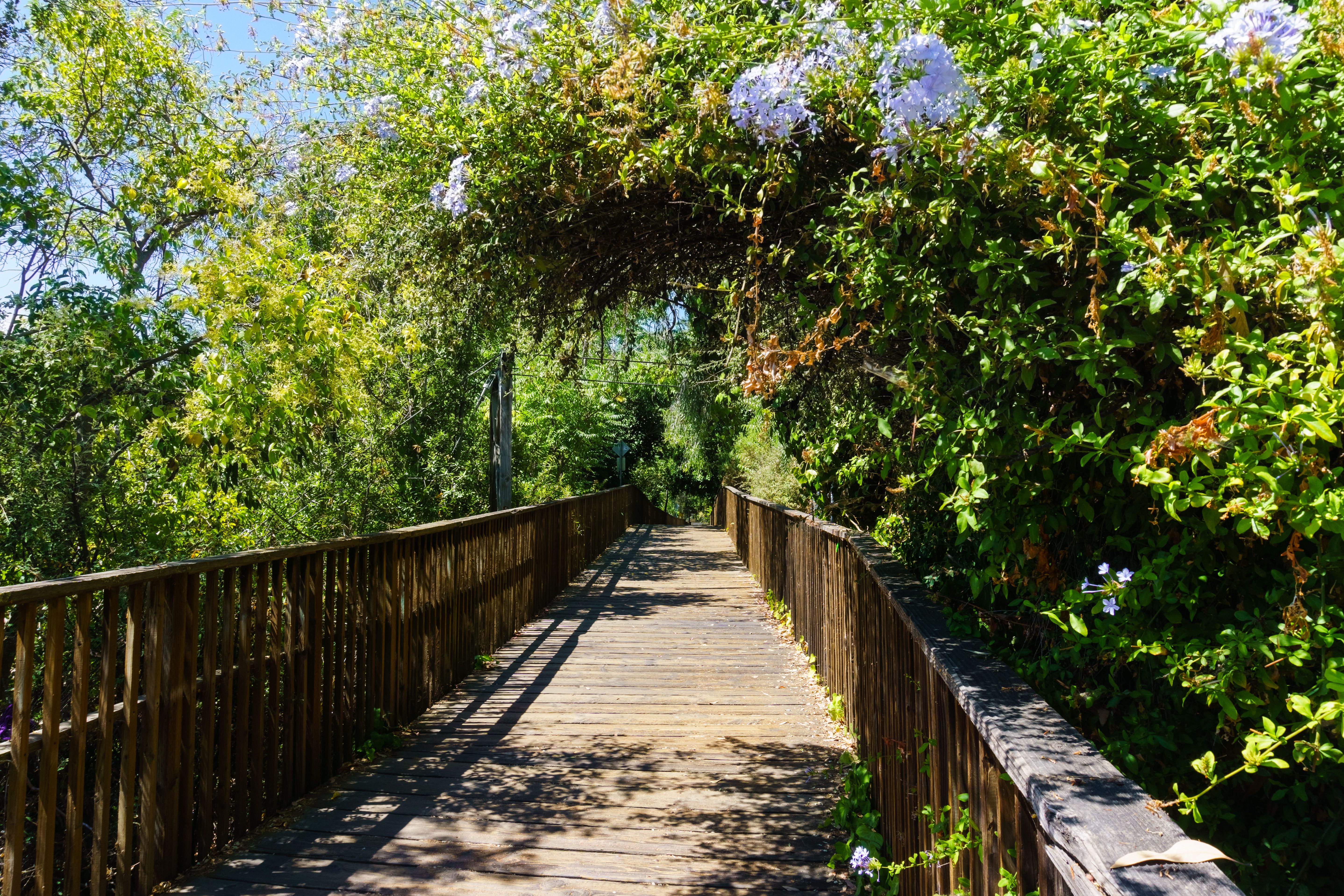 los gatos nature