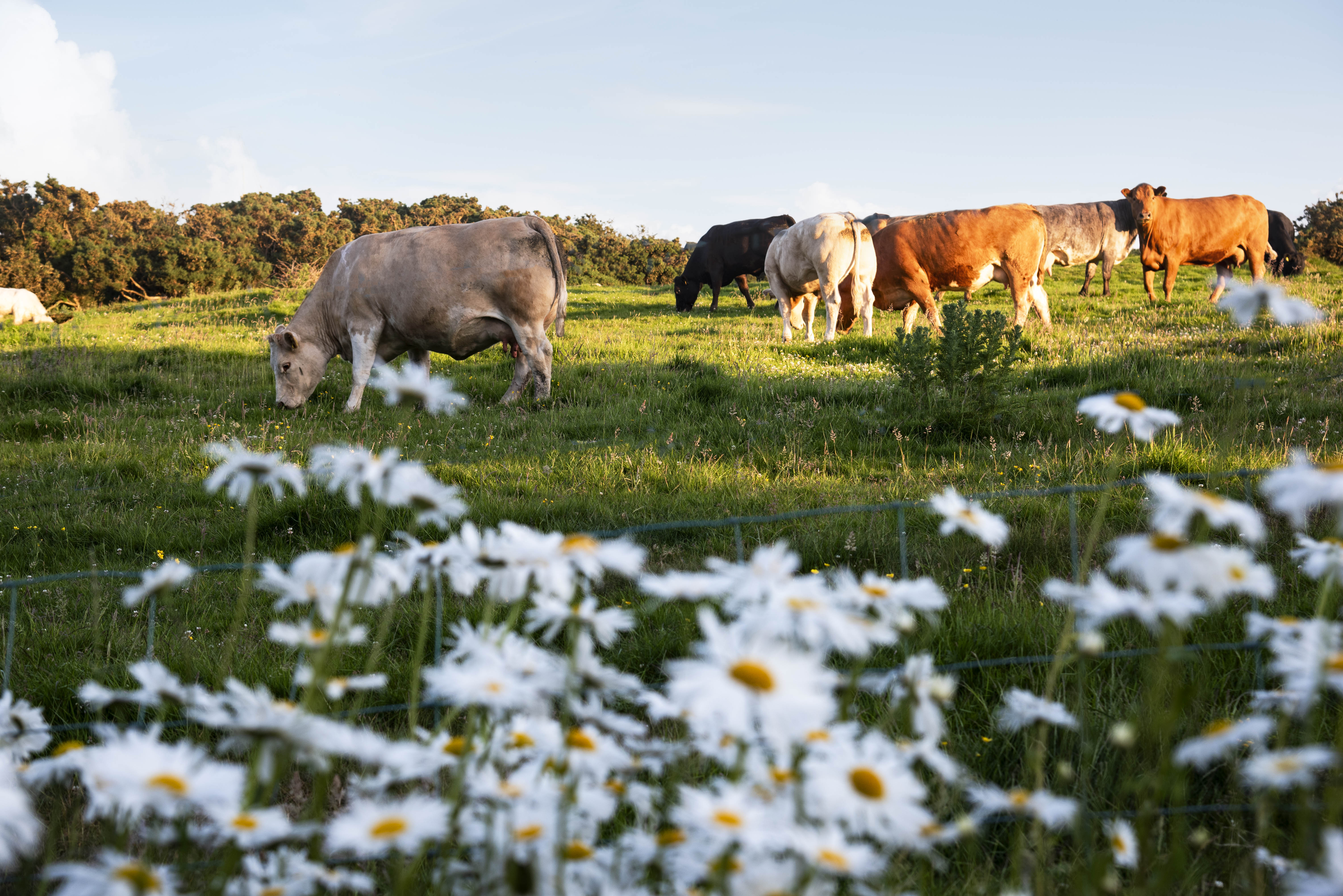 Dairy cows in a field in Northern Ireland Dairy cows in a field in Northern Ireland