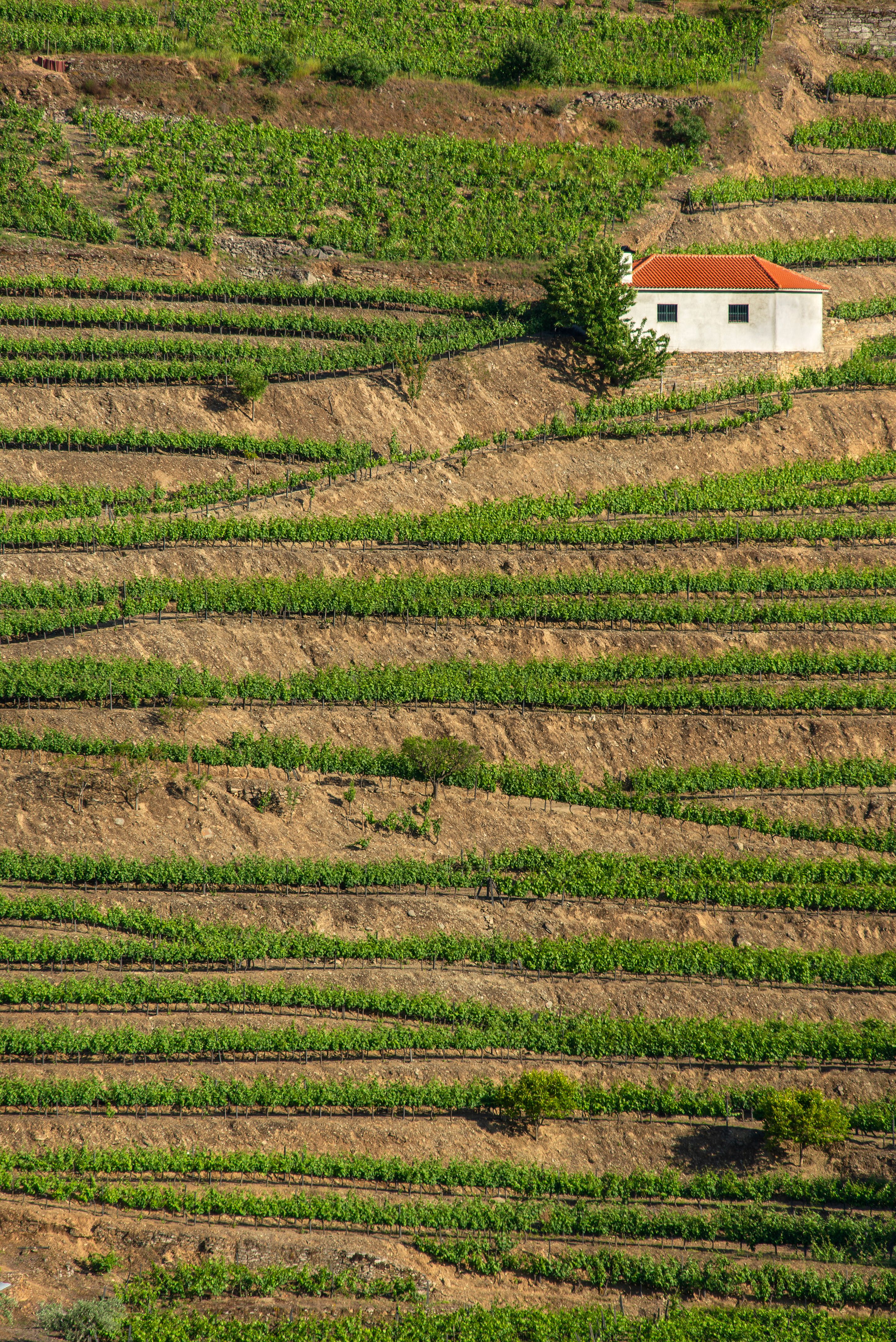 porto vineyard