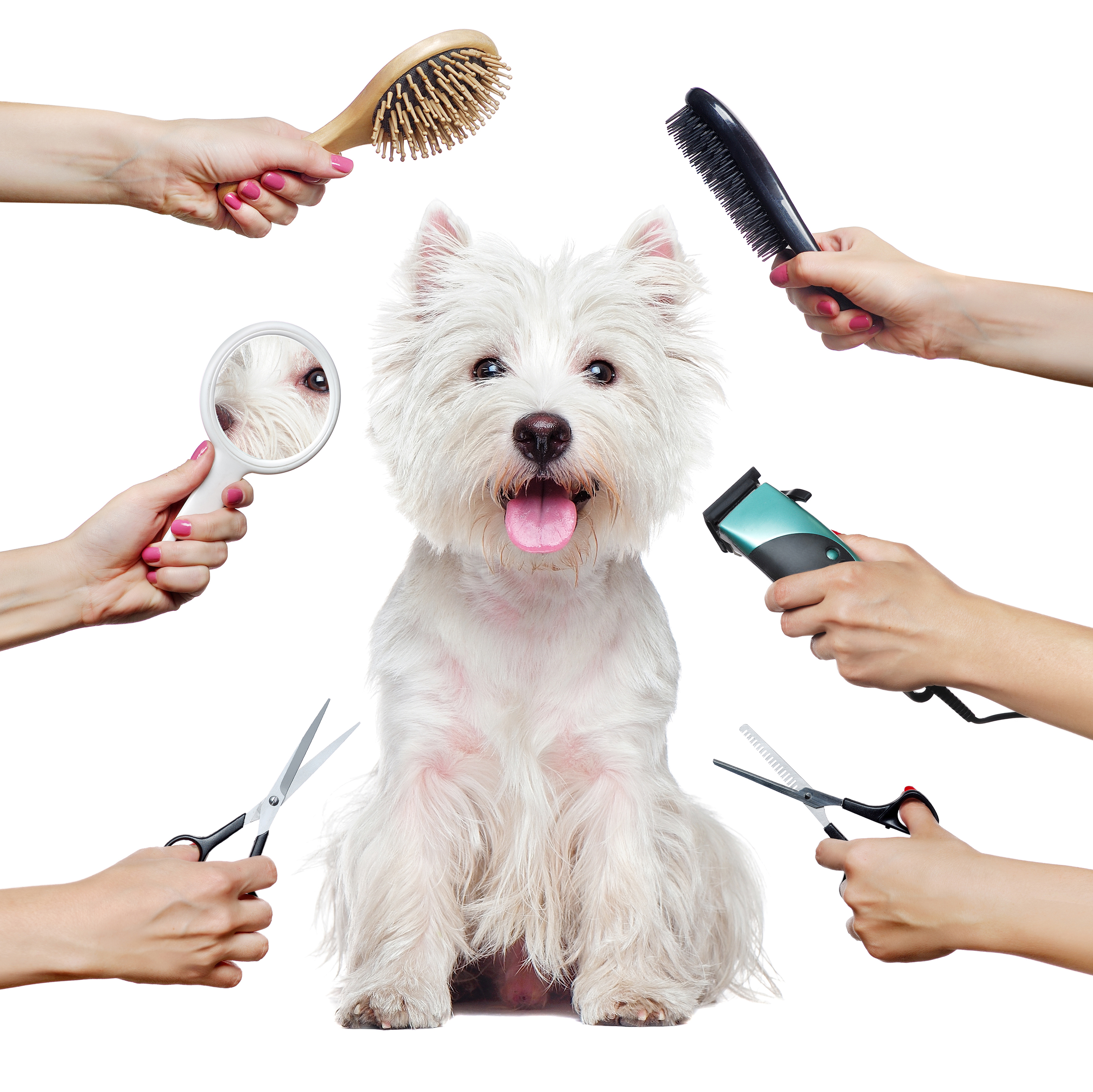 Pretty westhighland terrier puppy and hands with groomer tools isolated on white Pretty westhighland terrier puppy and hands with groomer tools isolated on white