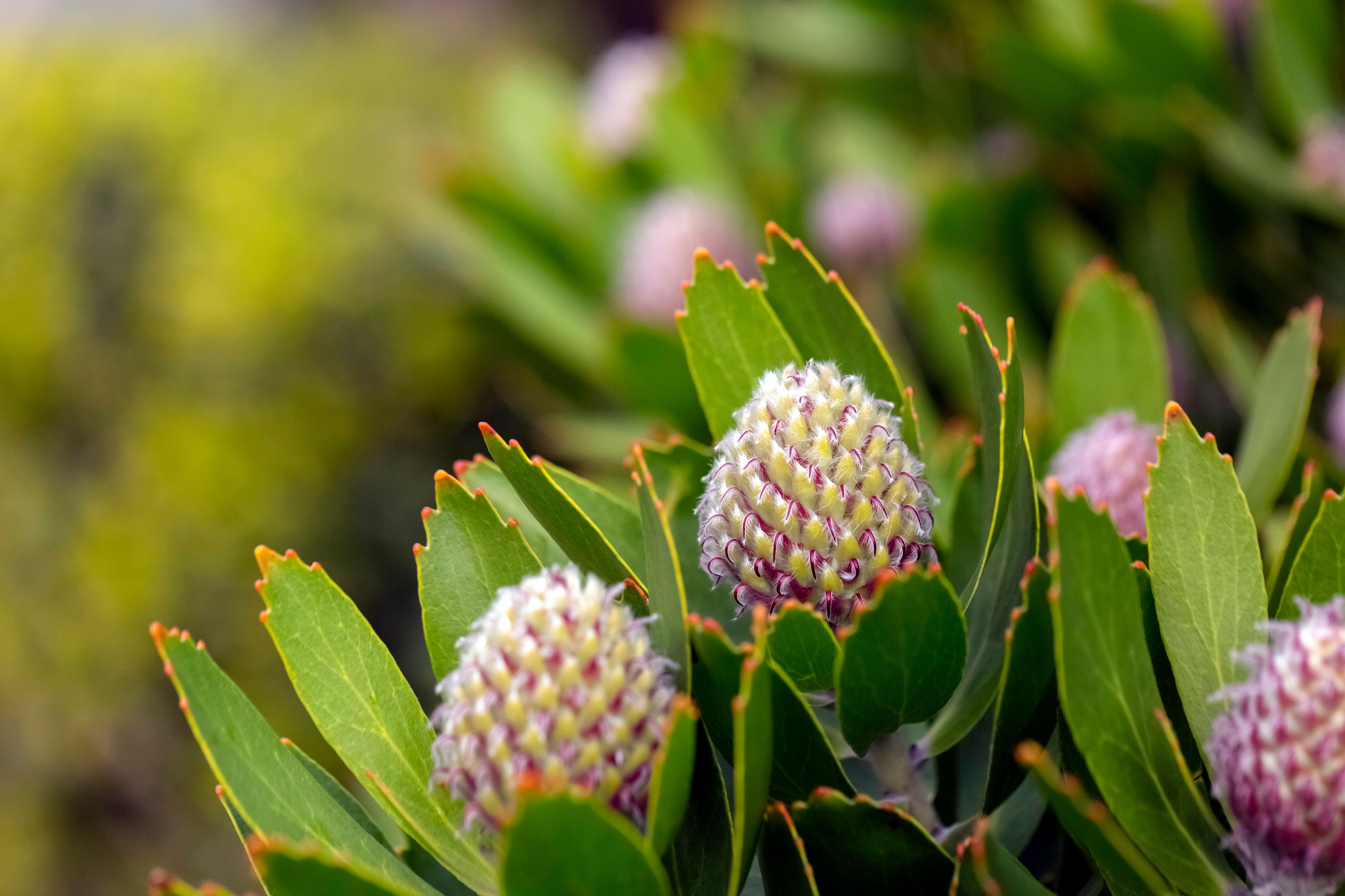 young harris flowers