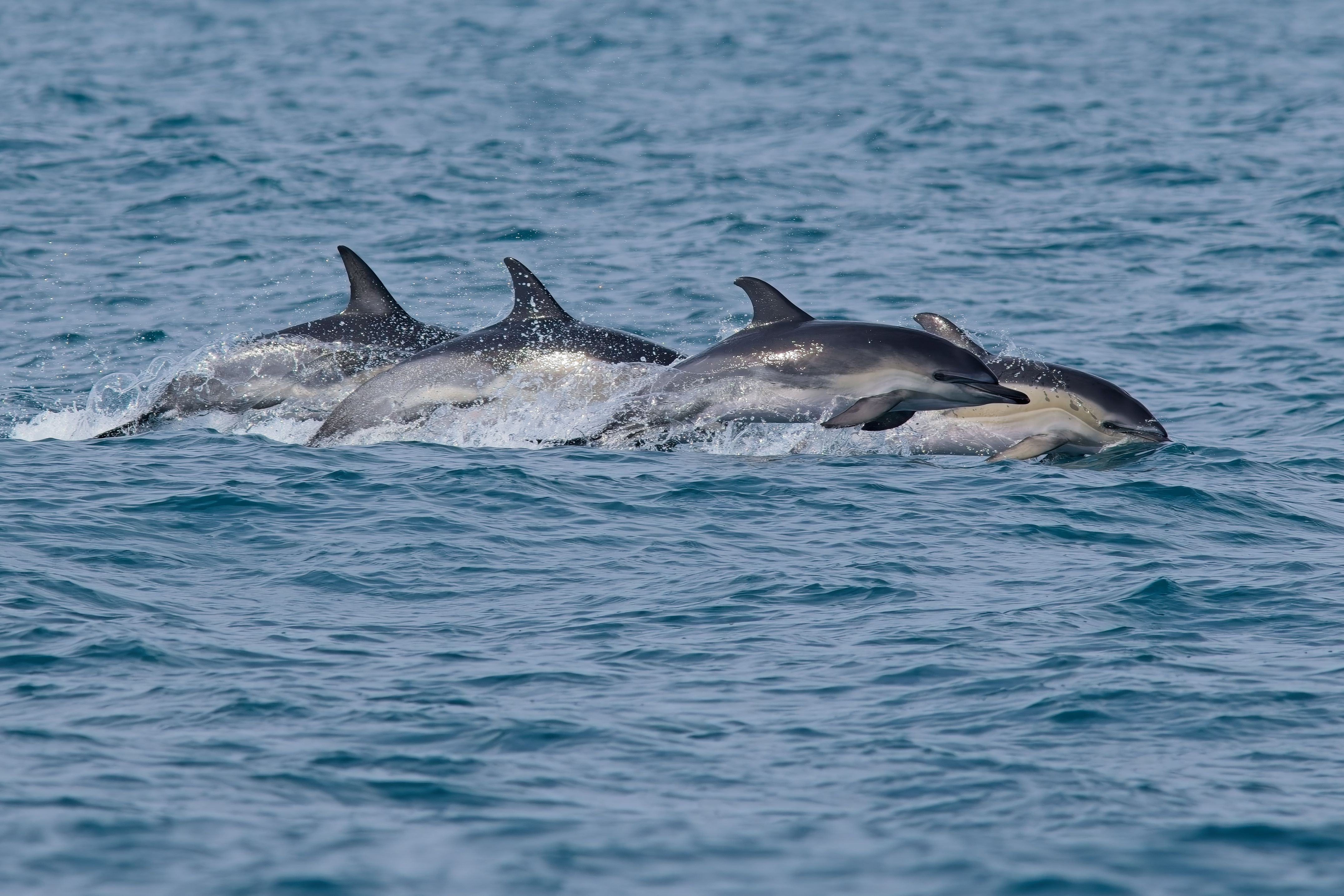 dolphins swimming