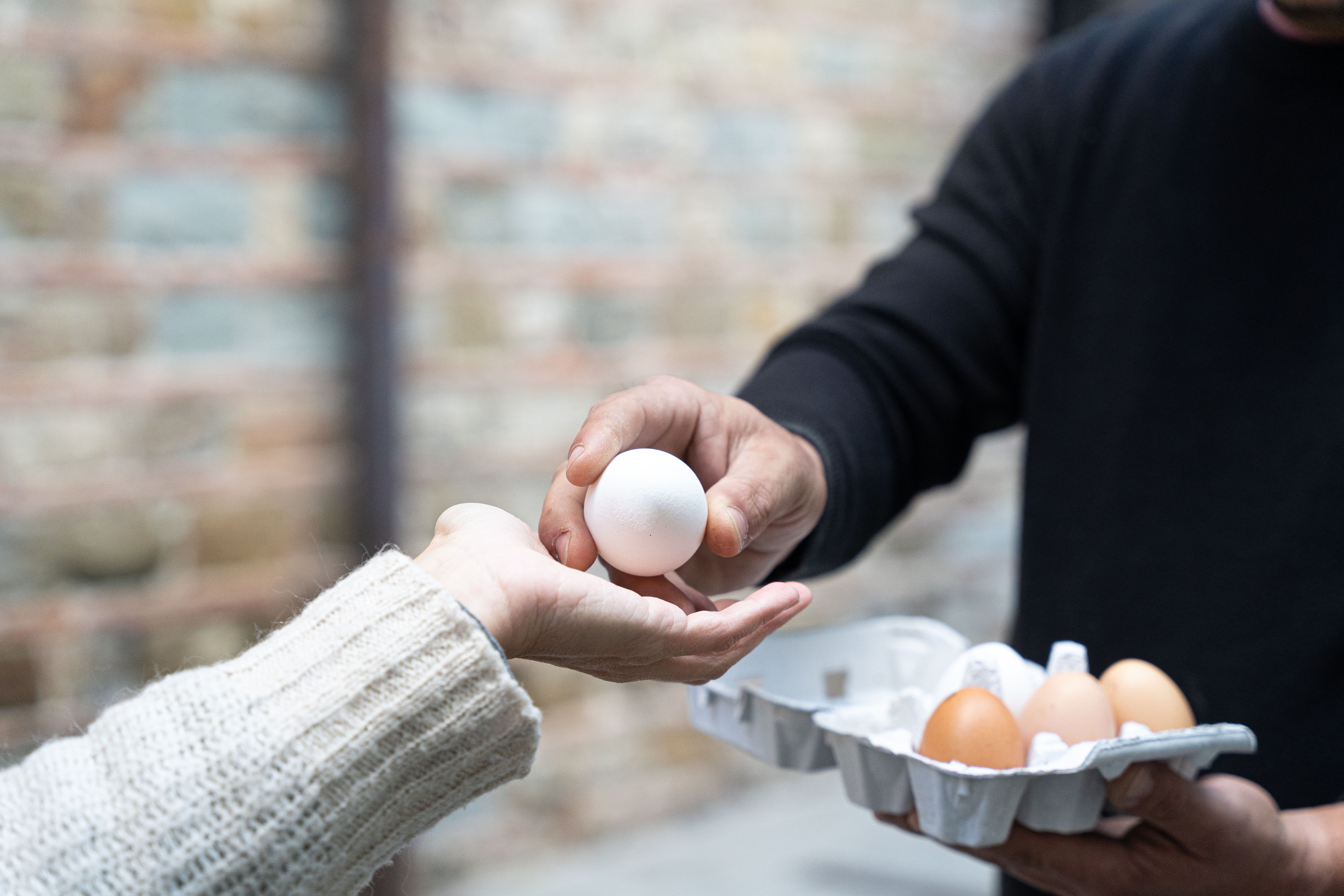 egg donation process
