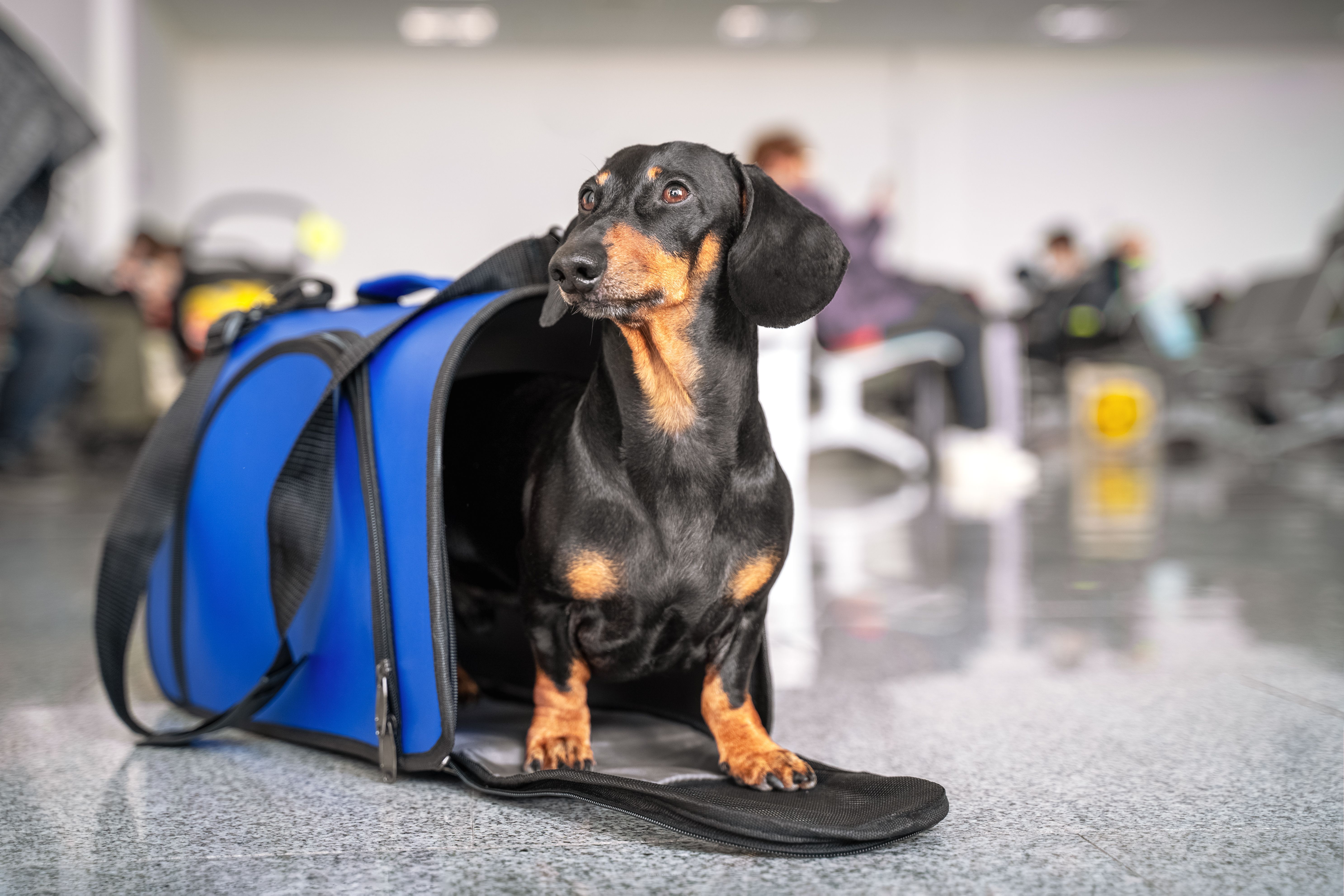 animal transportation