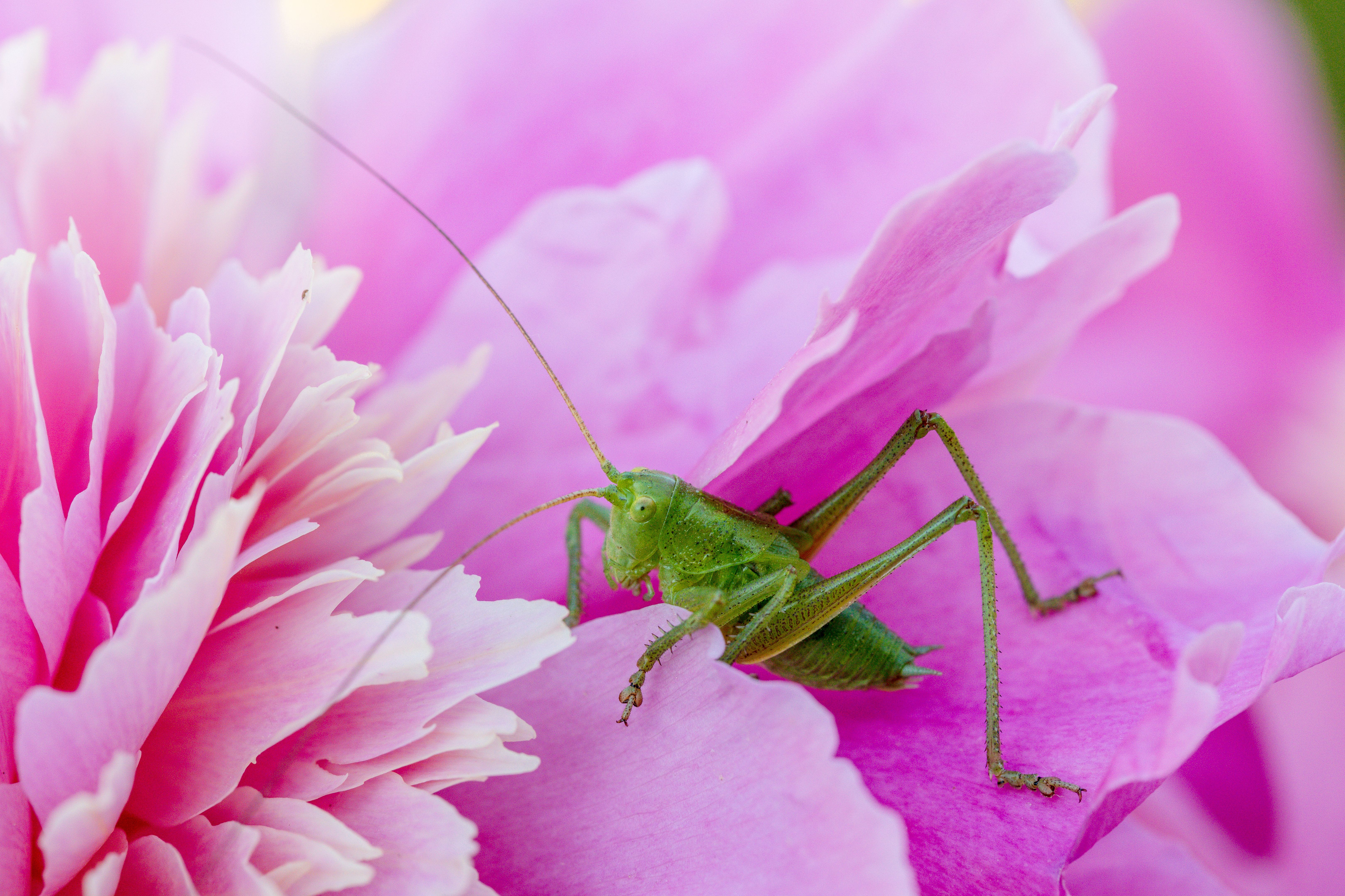 green grasshopper on pink peony flower close up
