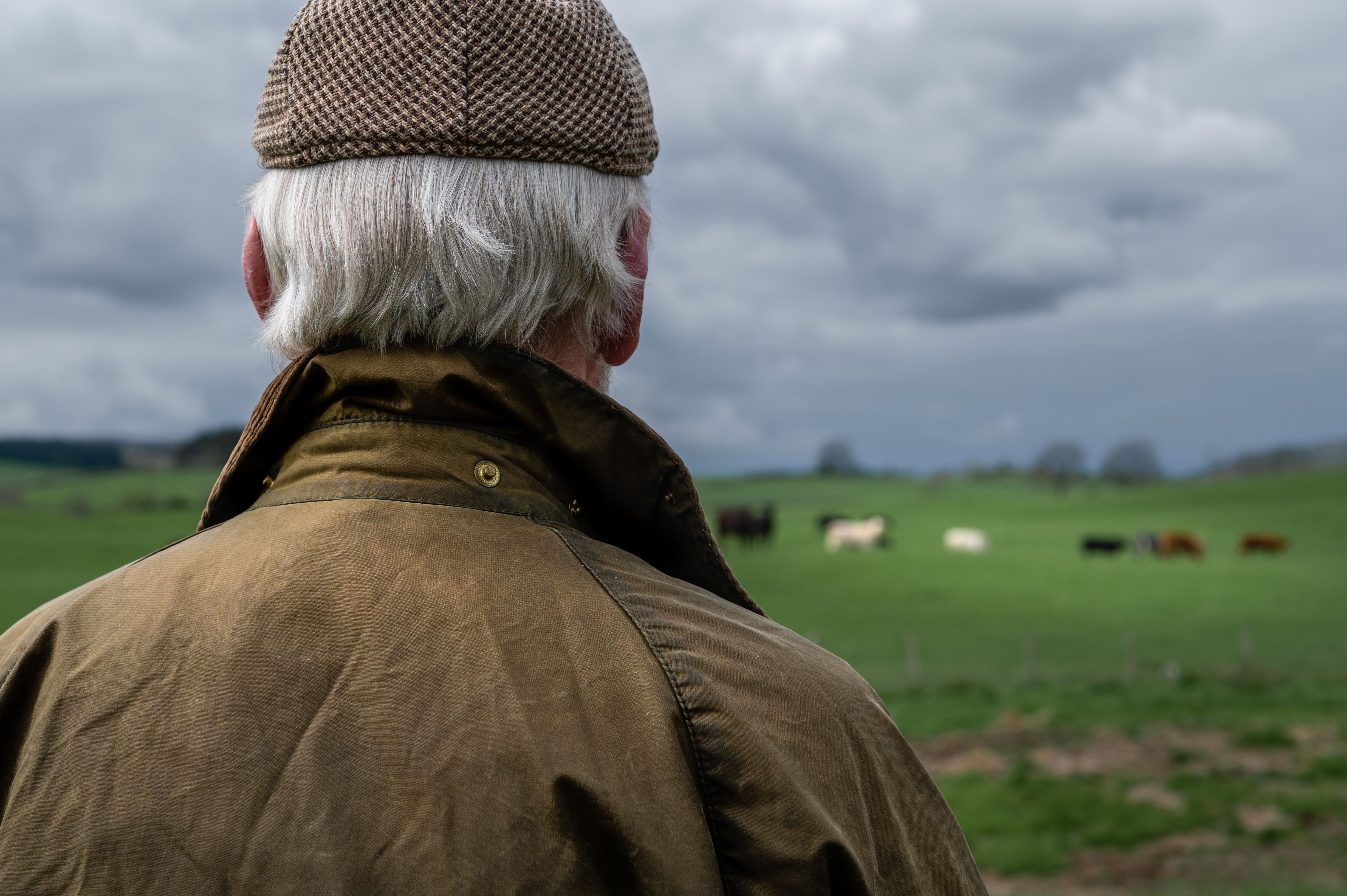 Rear view of a senior man looking at beef cattle