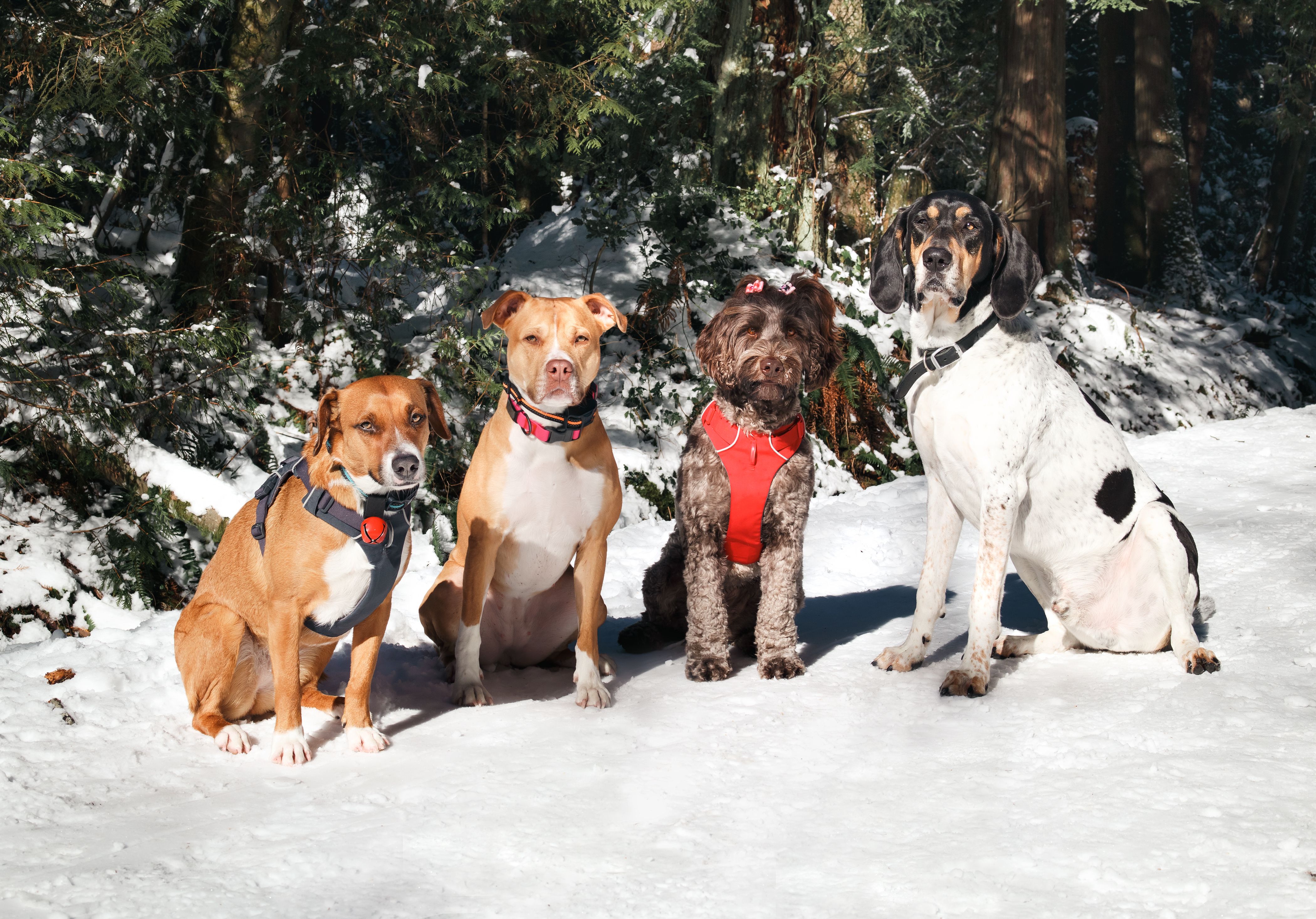 dog winter safety