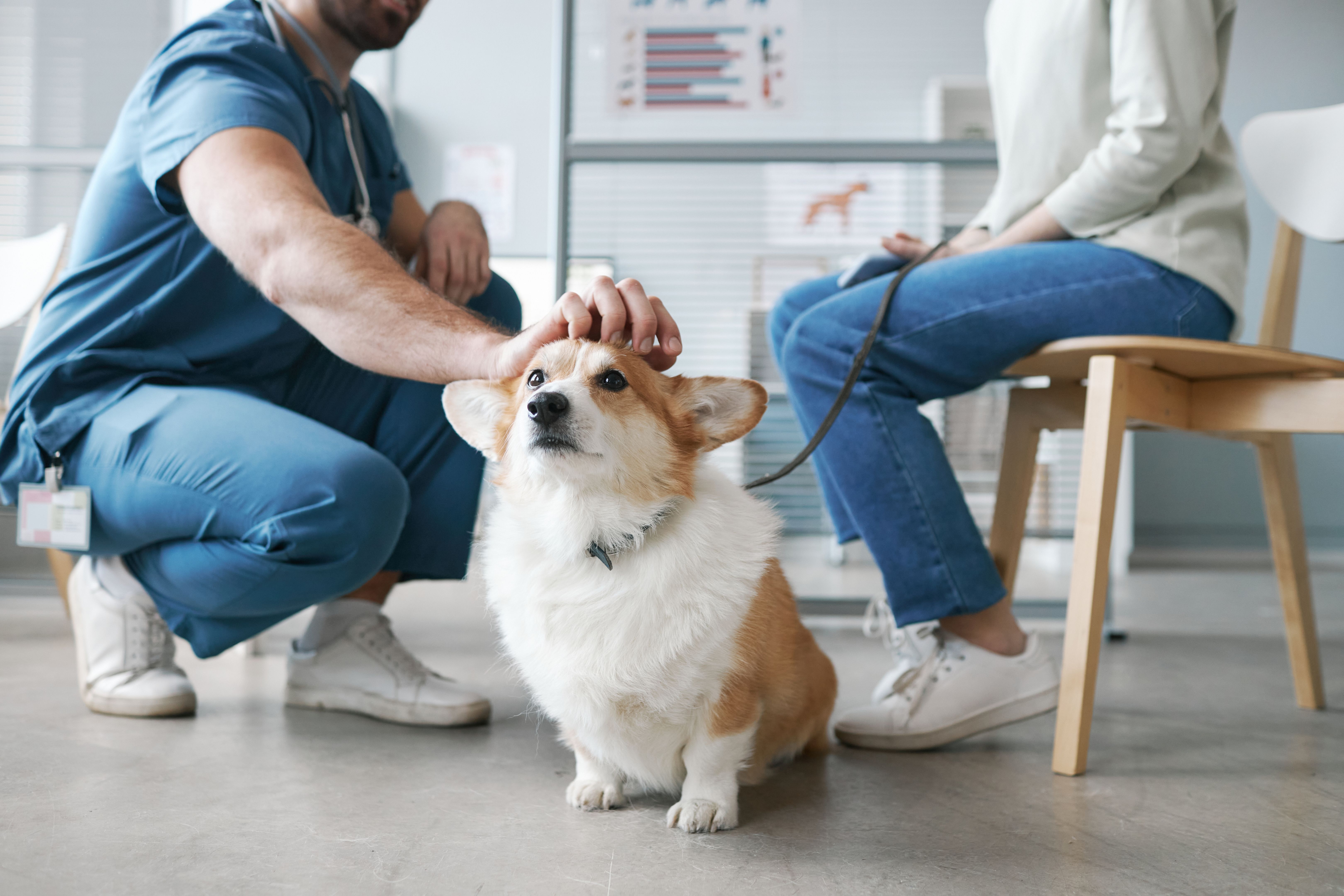 pet vet visit