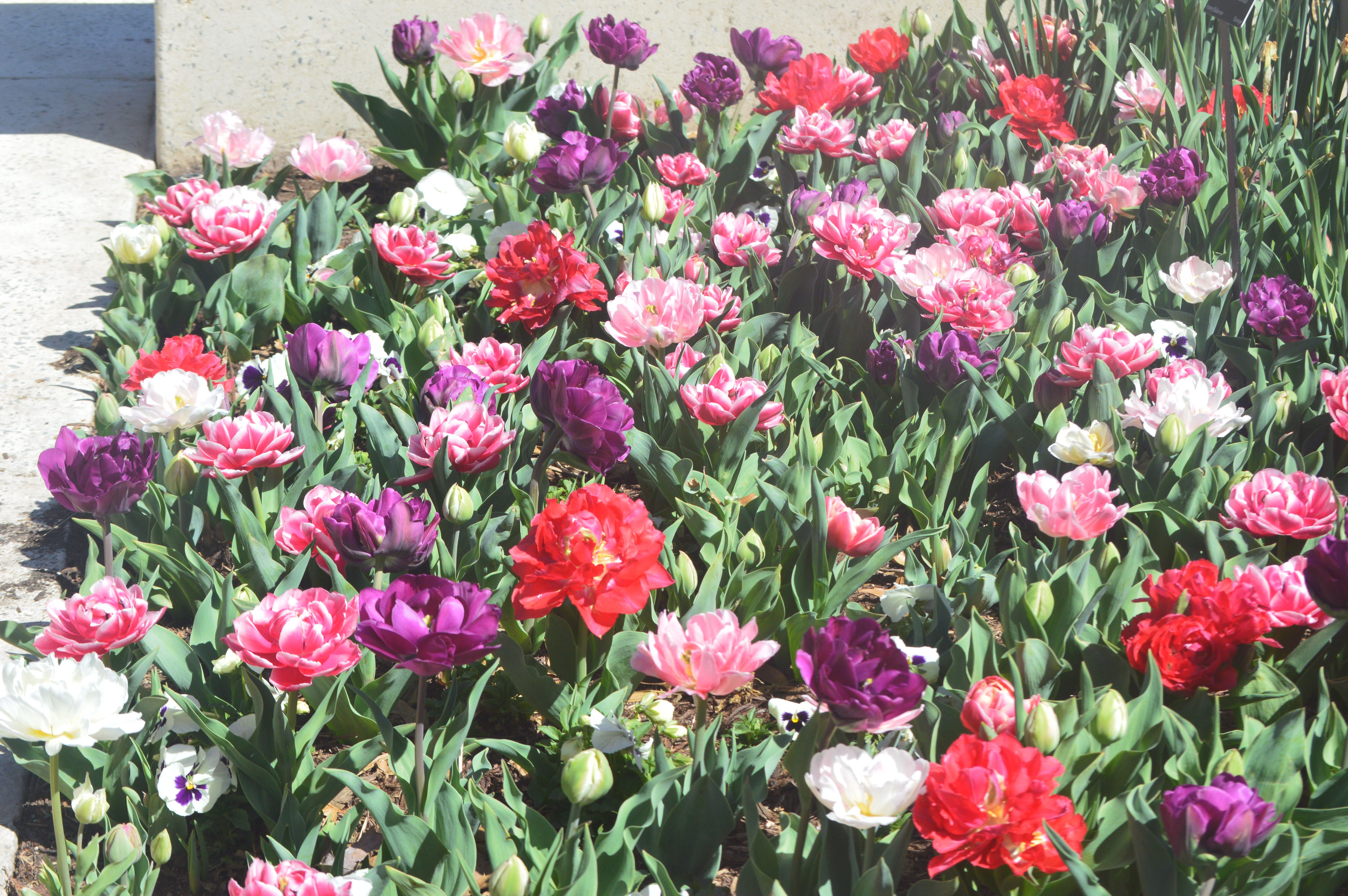 oklahoma city spring garden