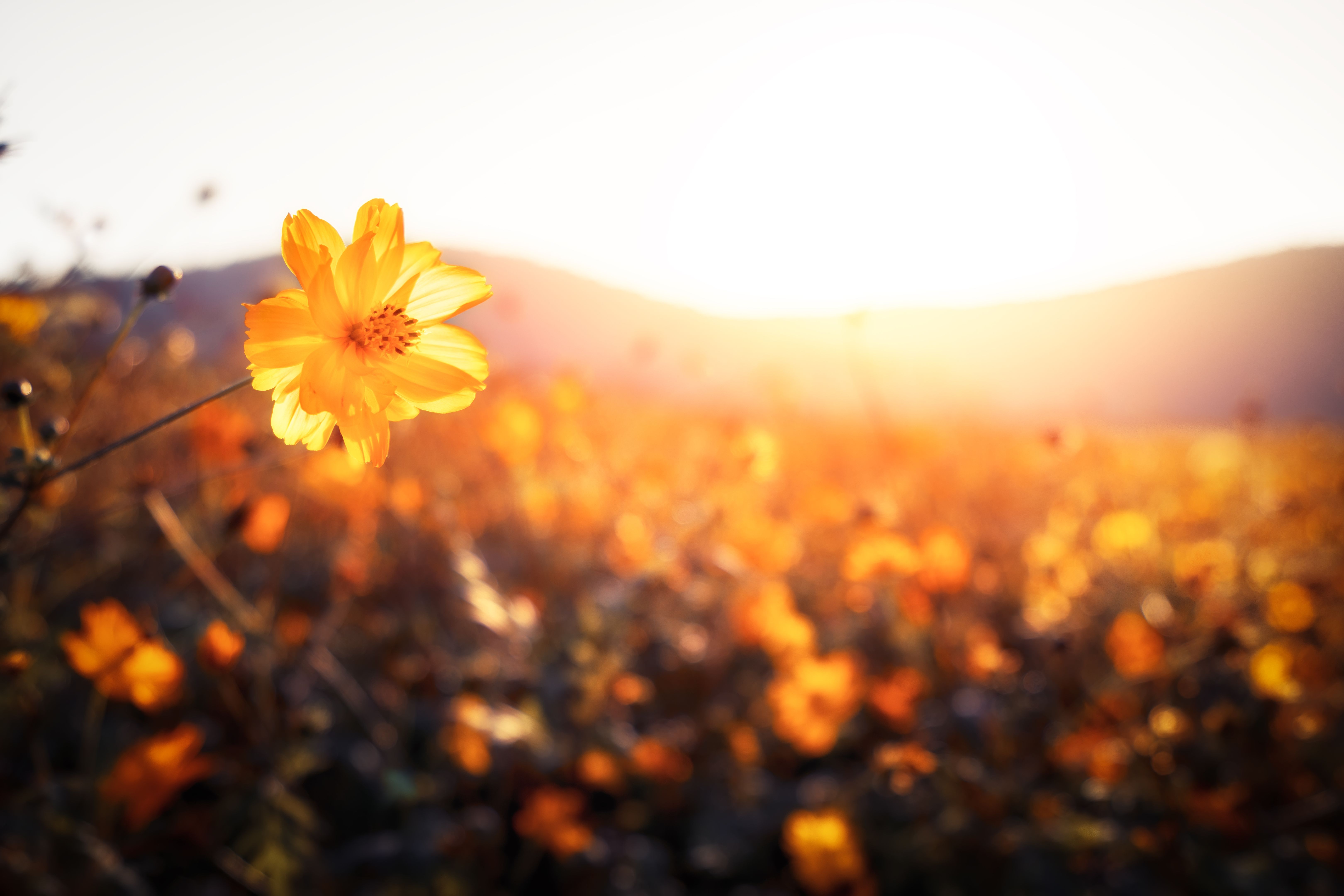 autumn flowers