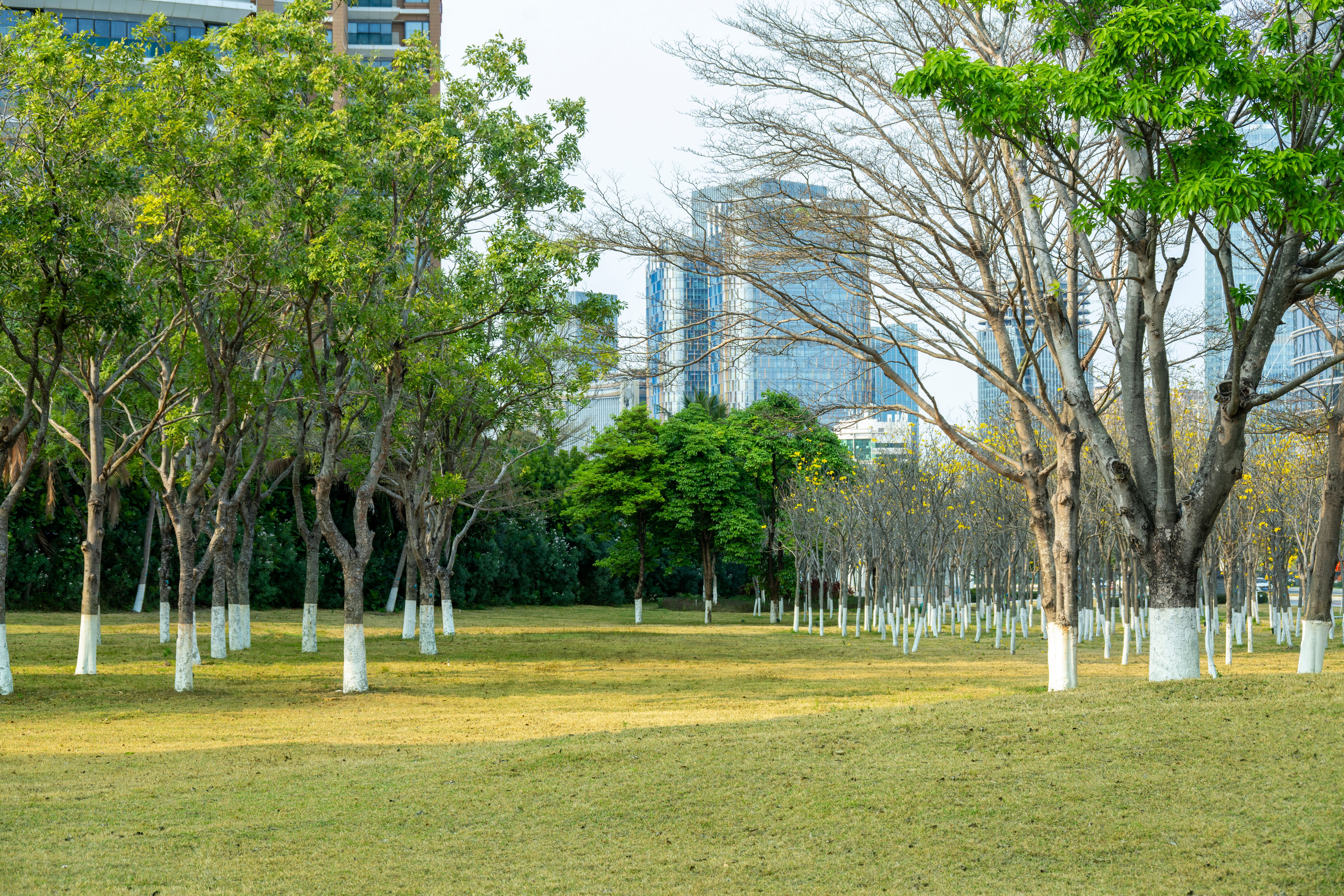 landscaping before after