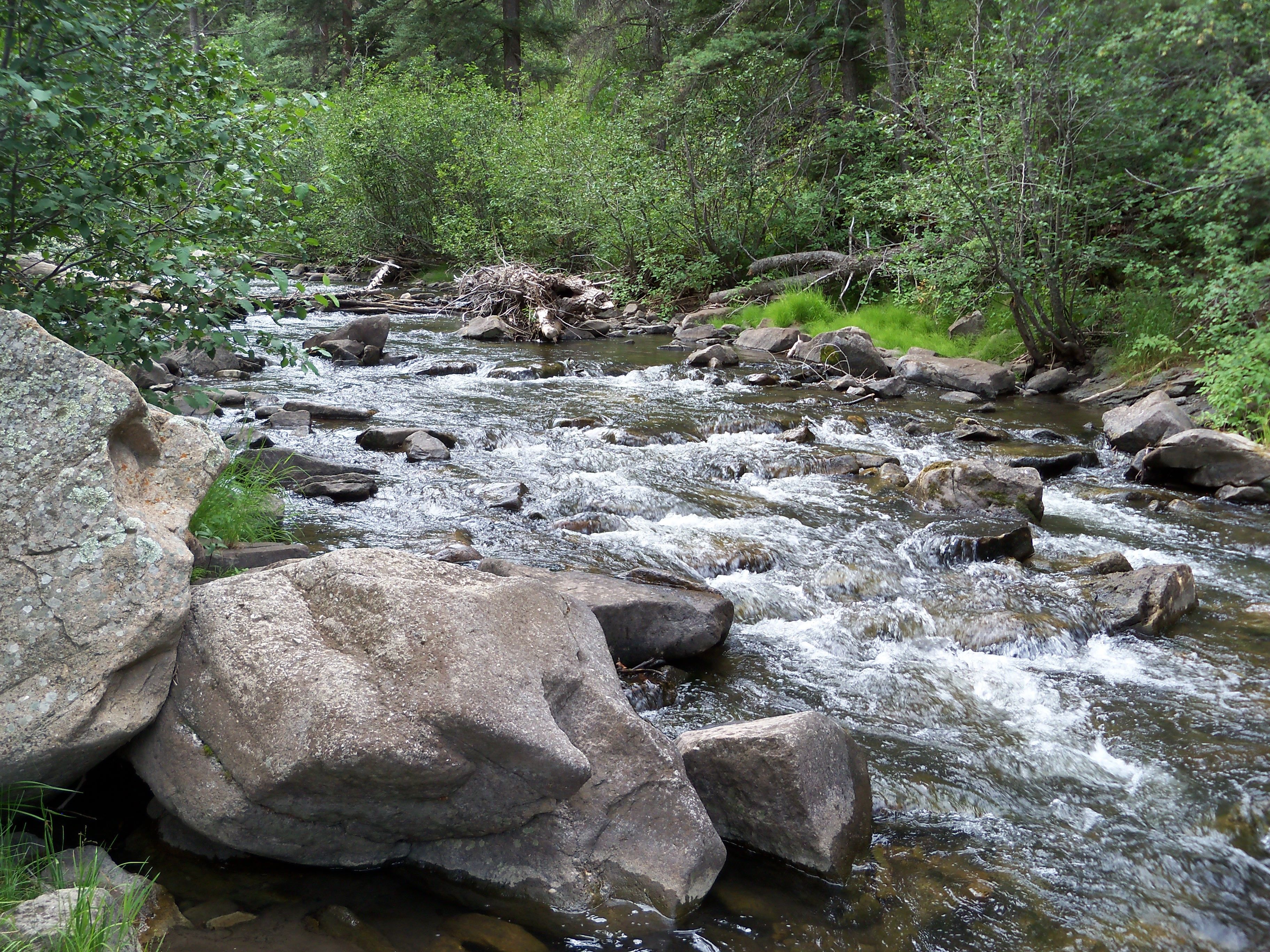 carson national forest