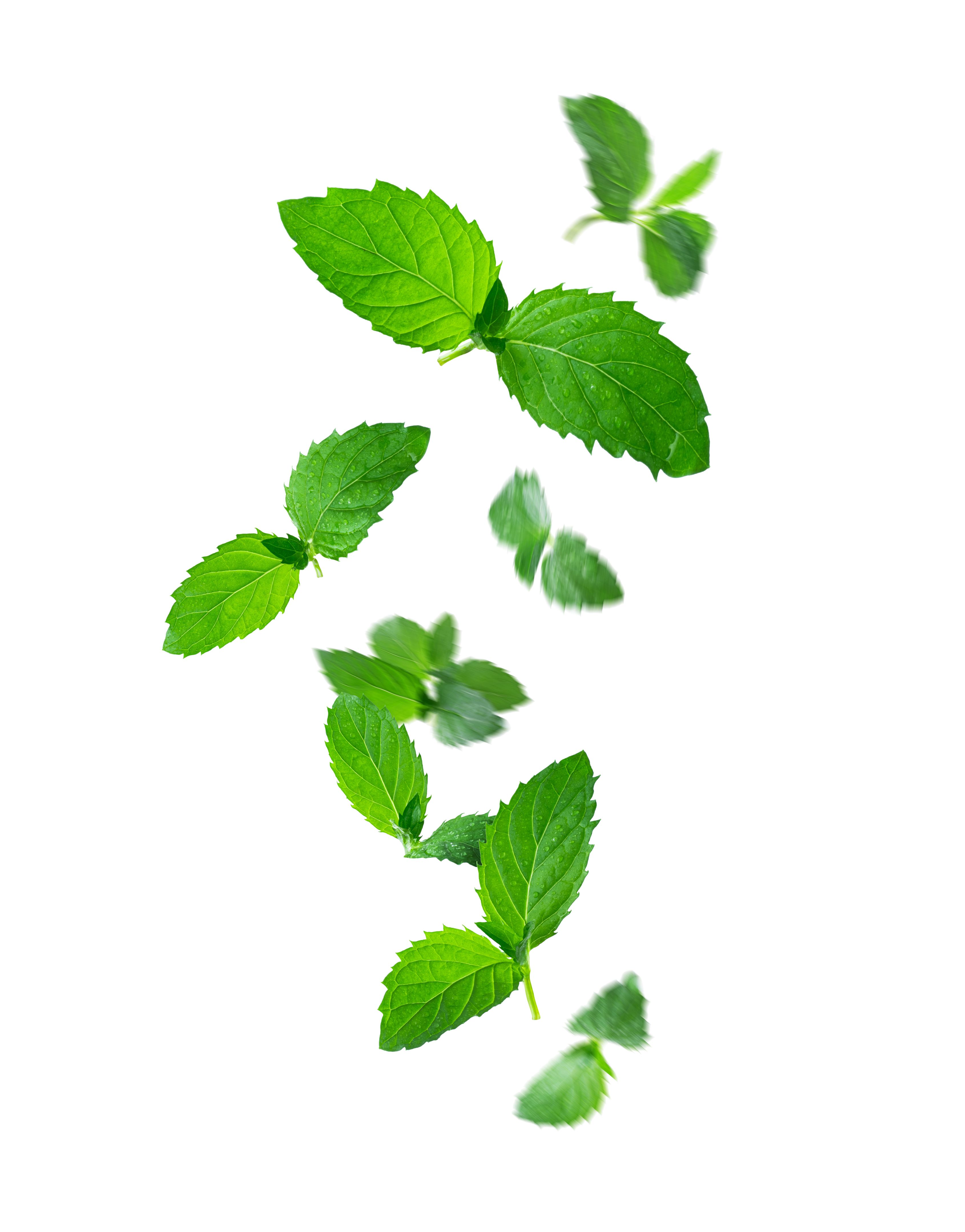 mint leaves