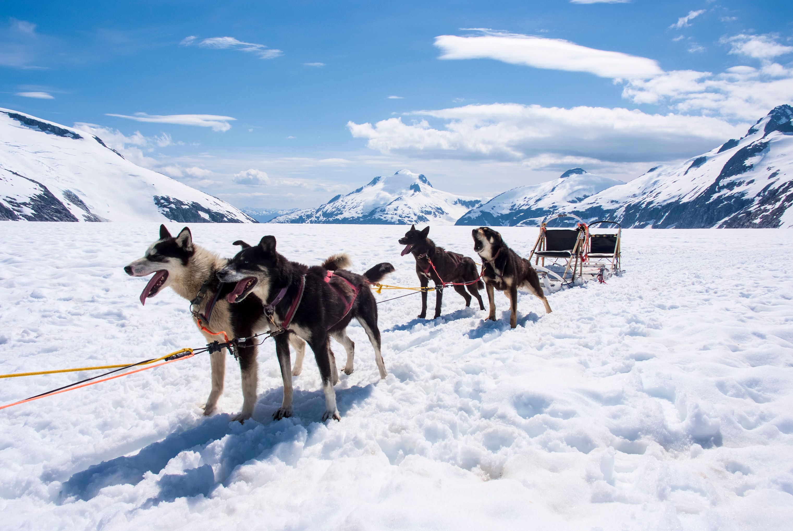 alaska dog sledding