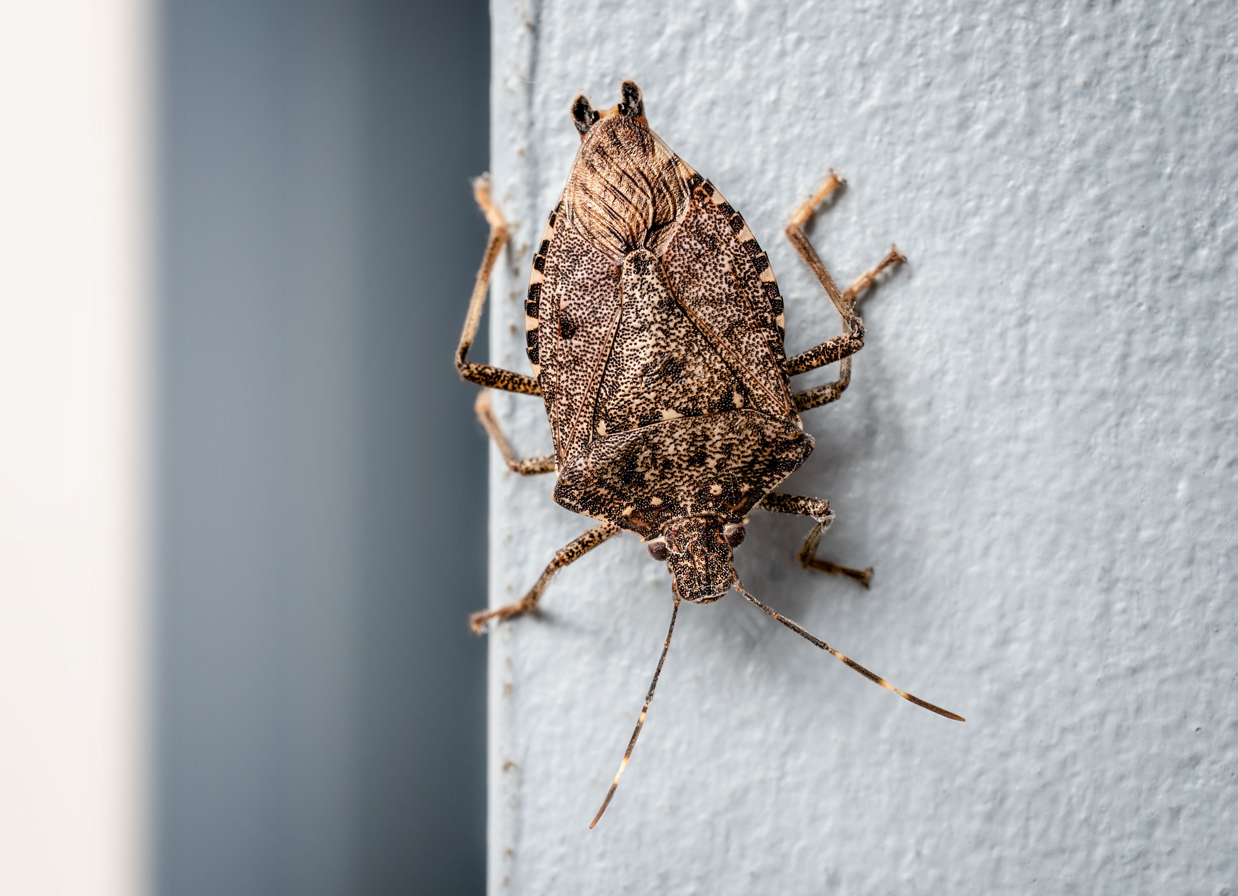 stink bugs