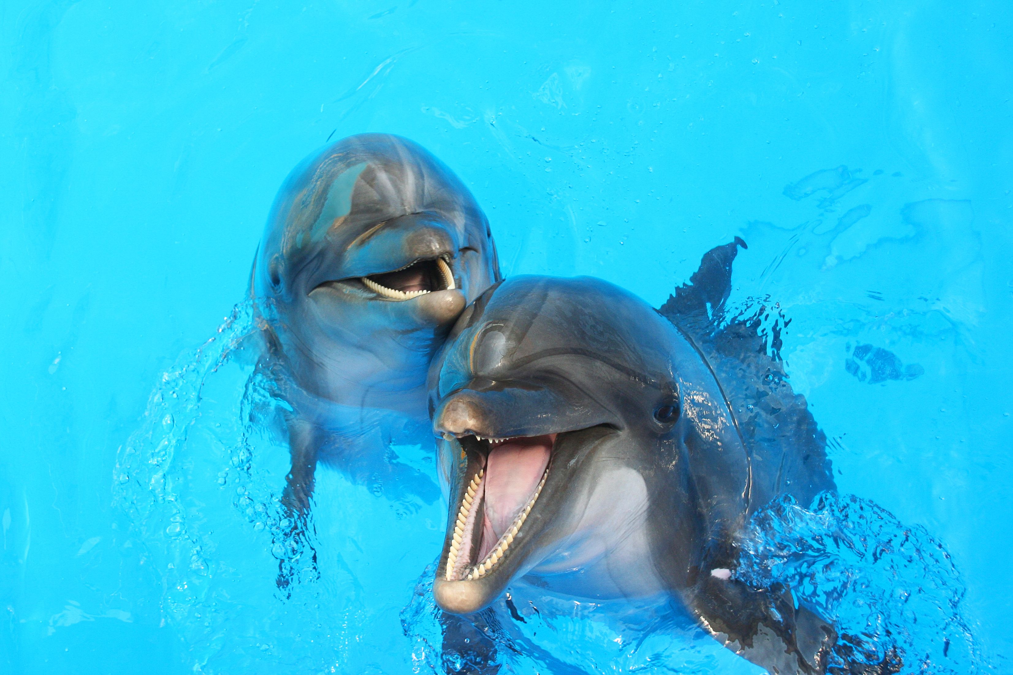 dolphin interaction