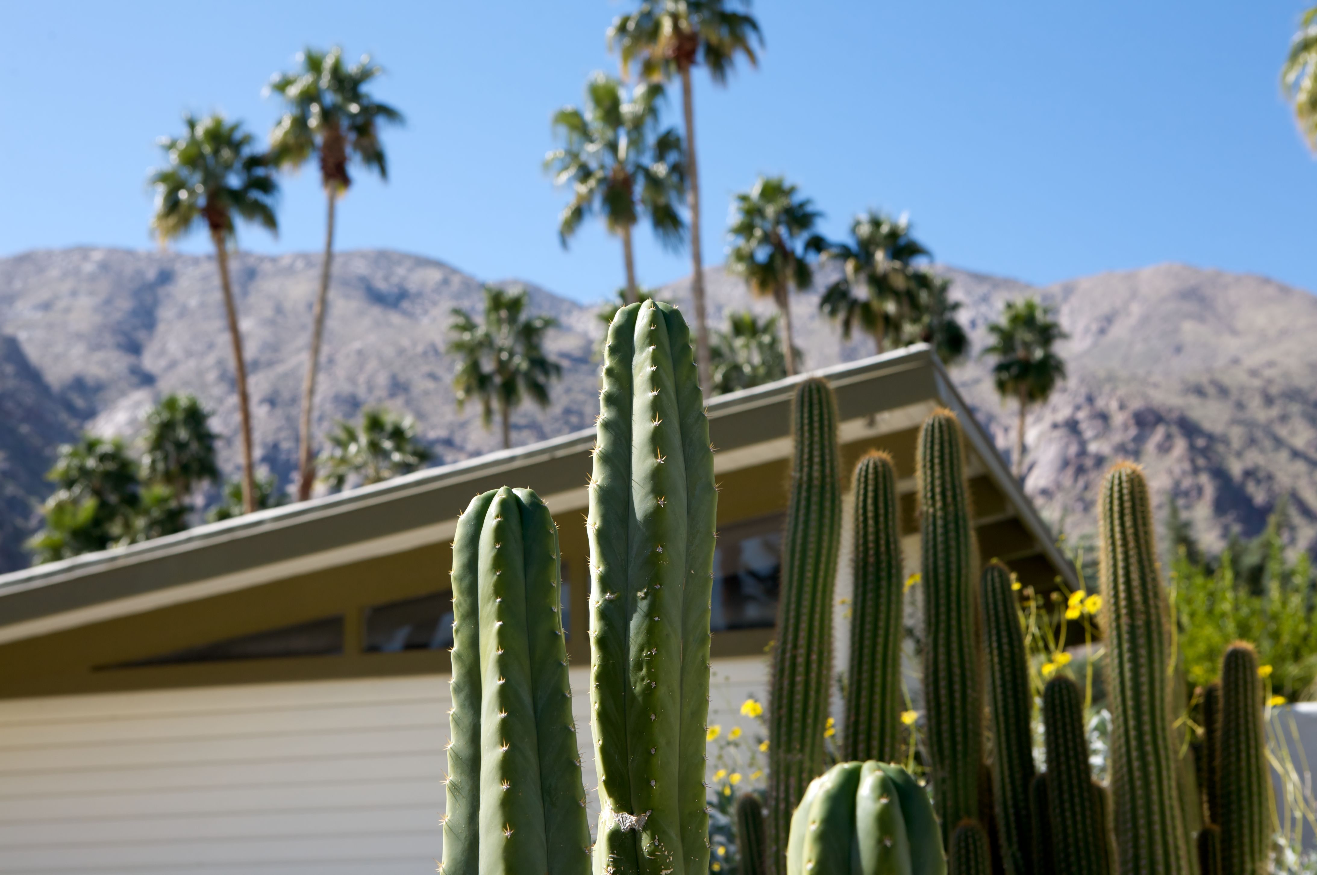 palm springs homes