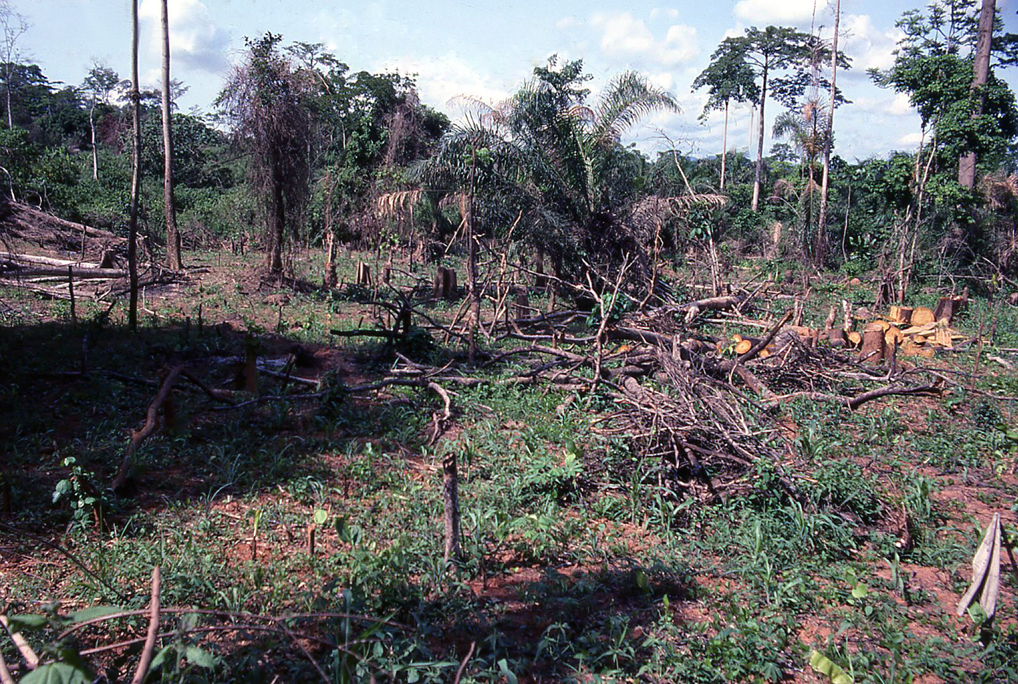 sustainable farming in ghana