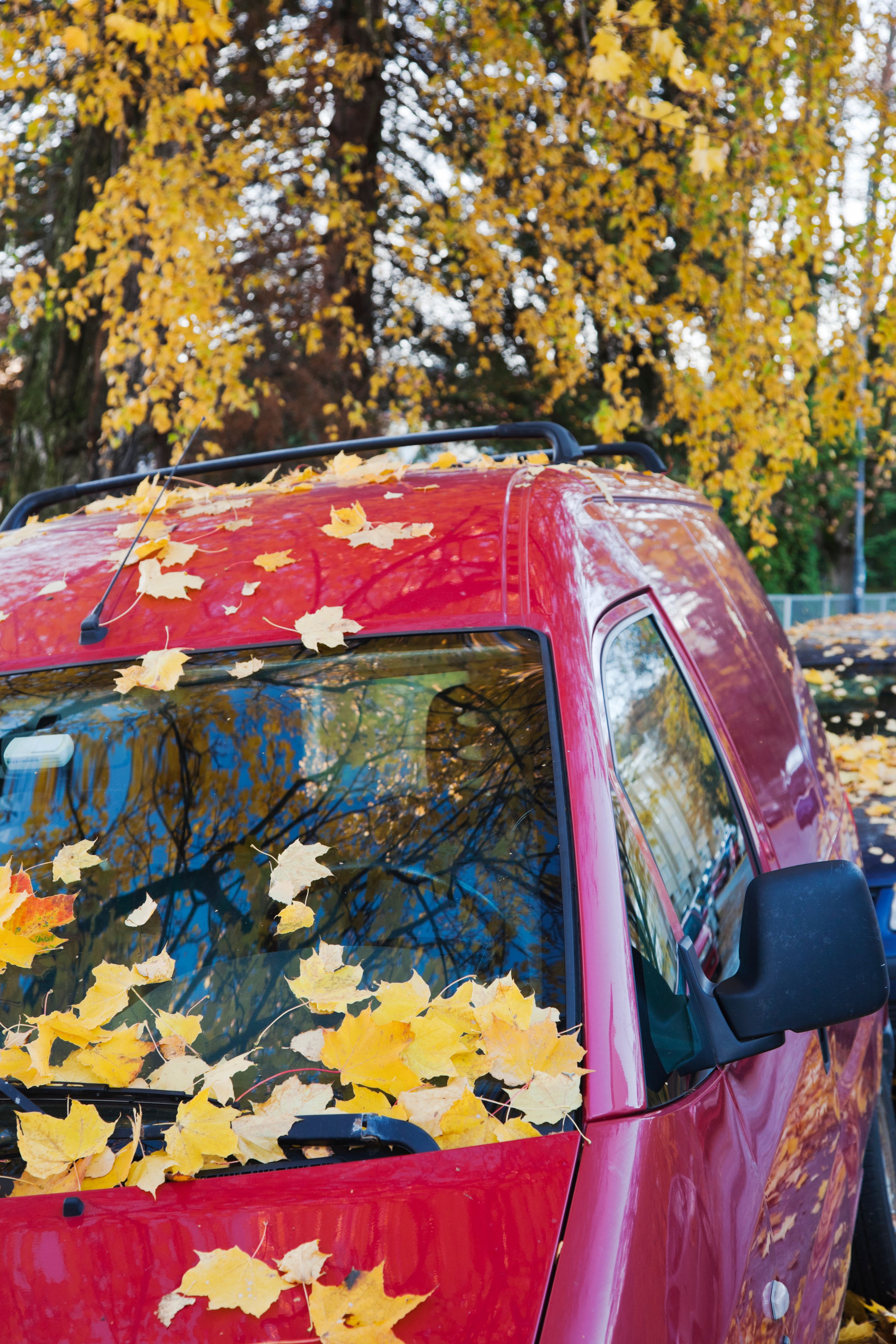 autumn-leaves-car