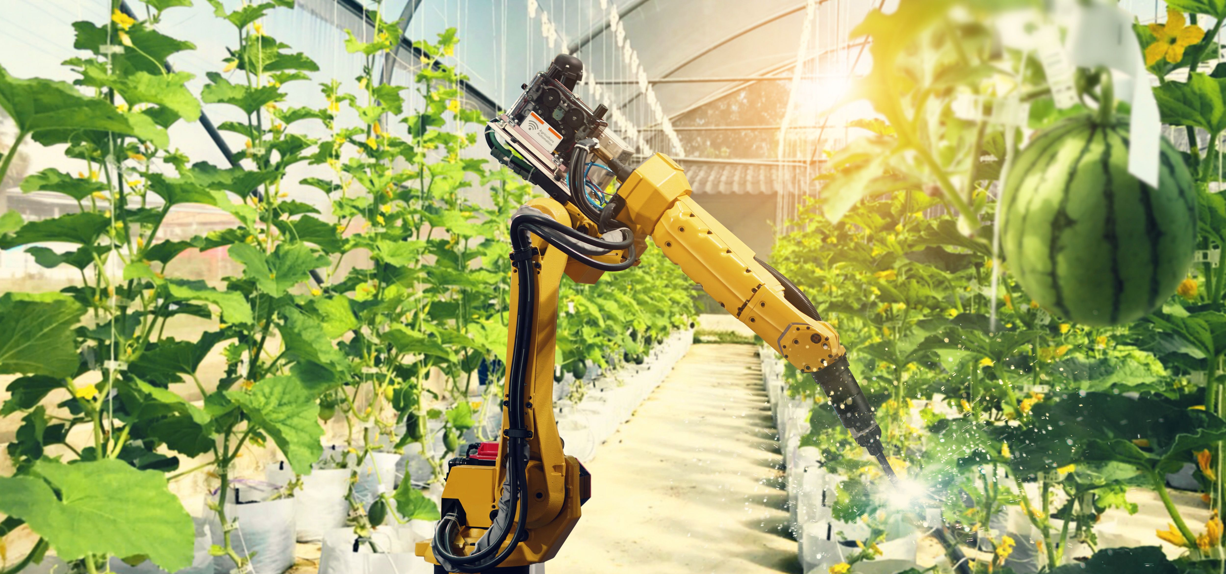 robotic weeding