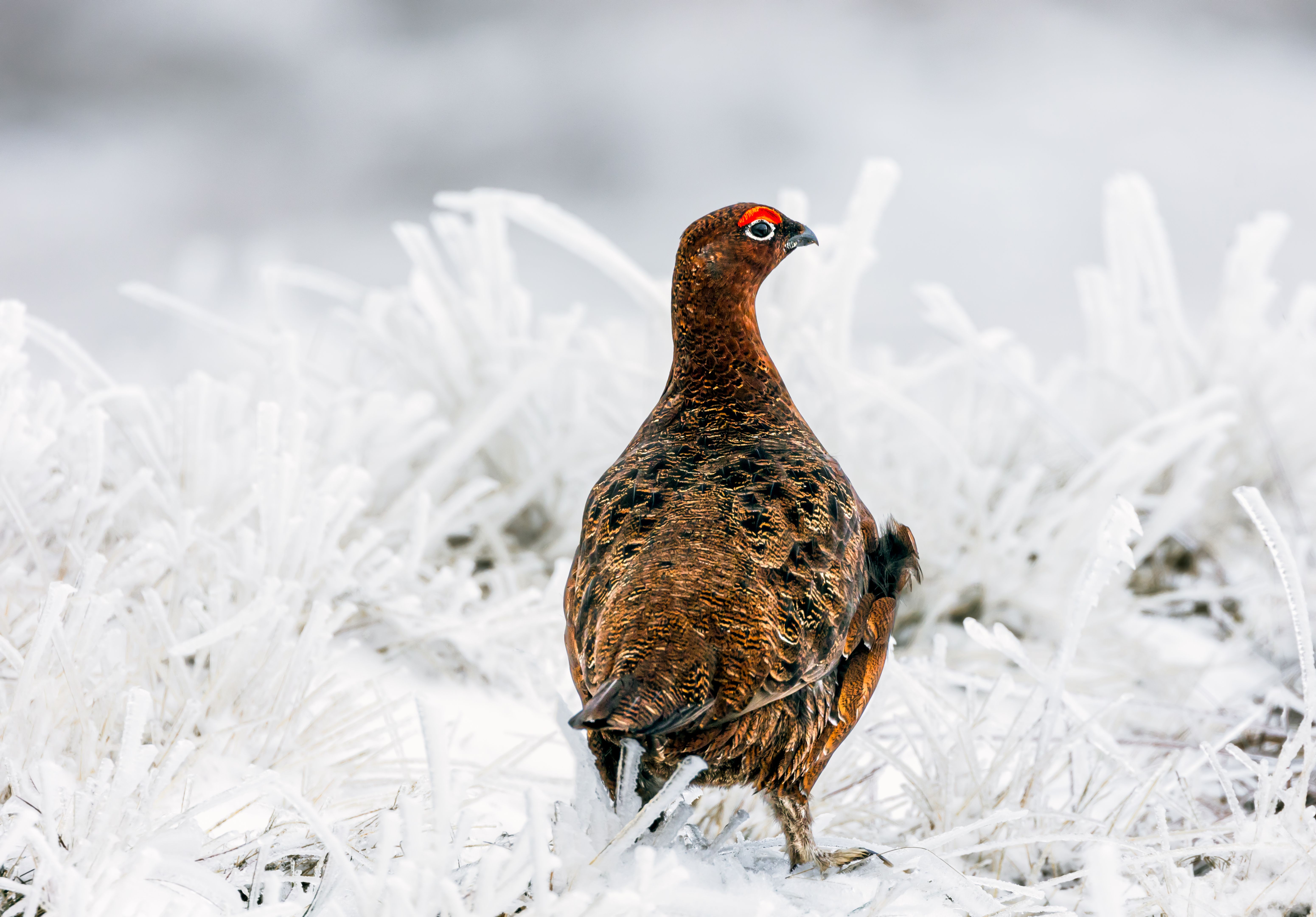 yorkshire dales wildlife