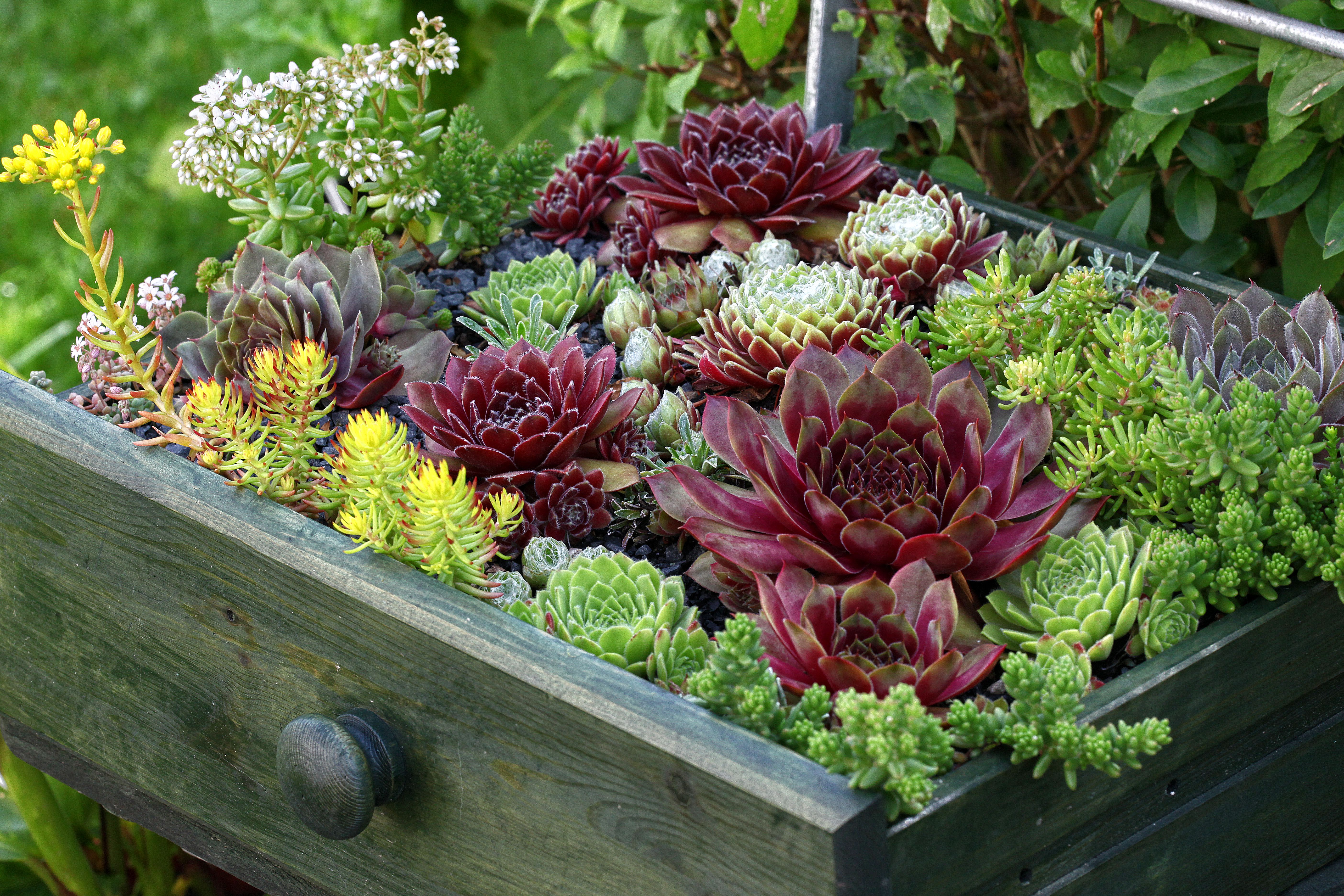 succulent garden