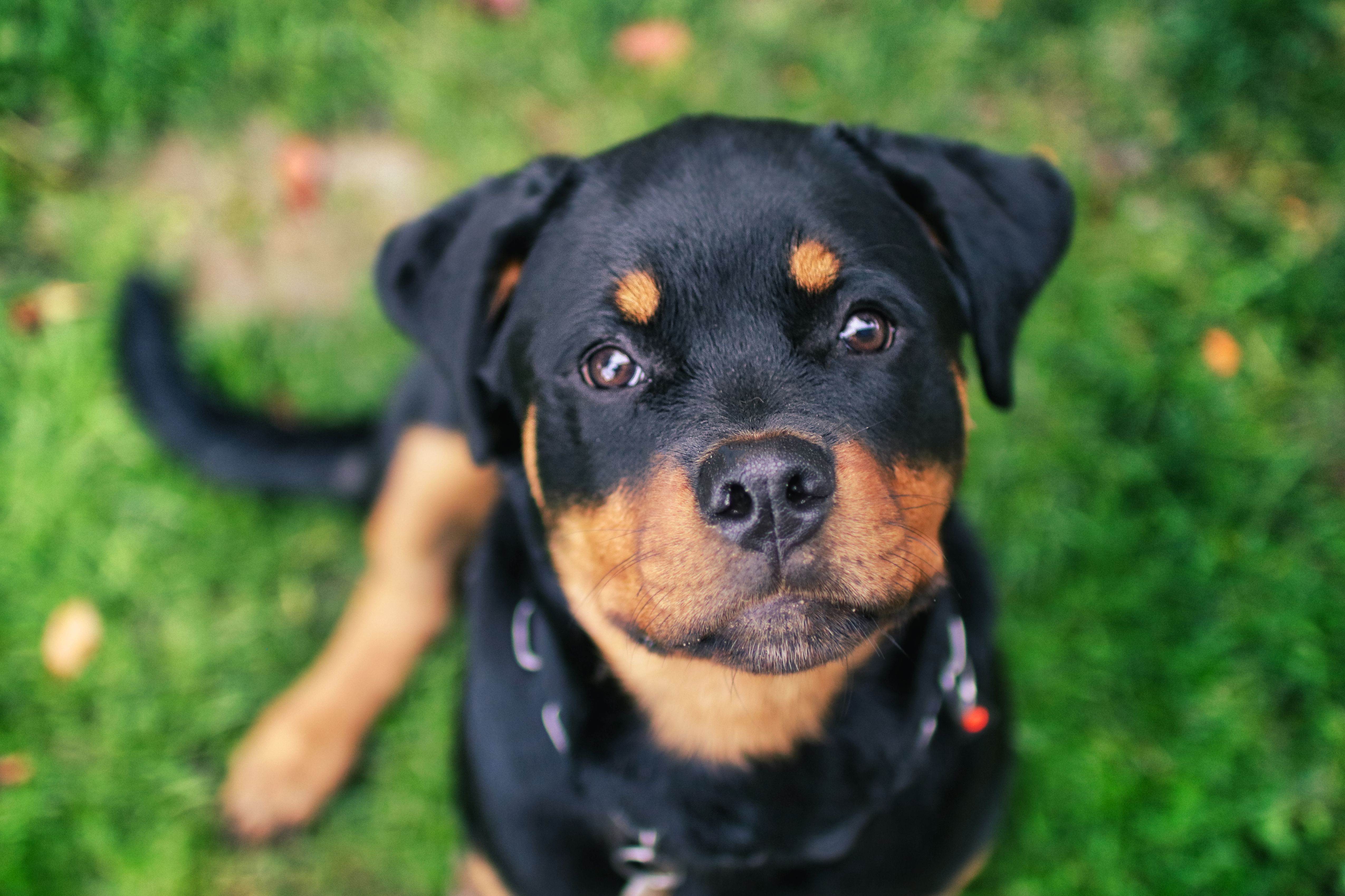 rottweiler friendly