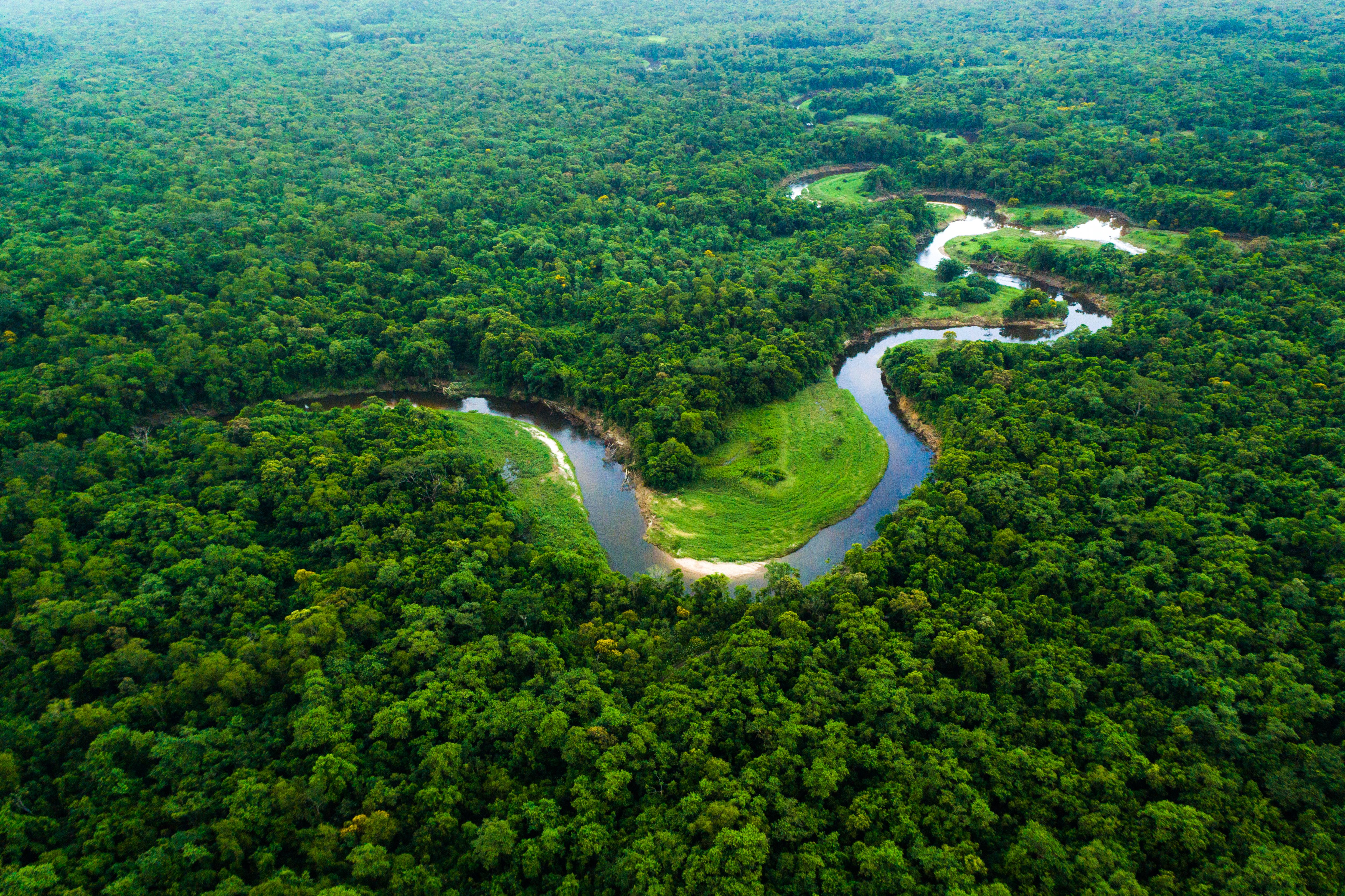 amazon rainforest