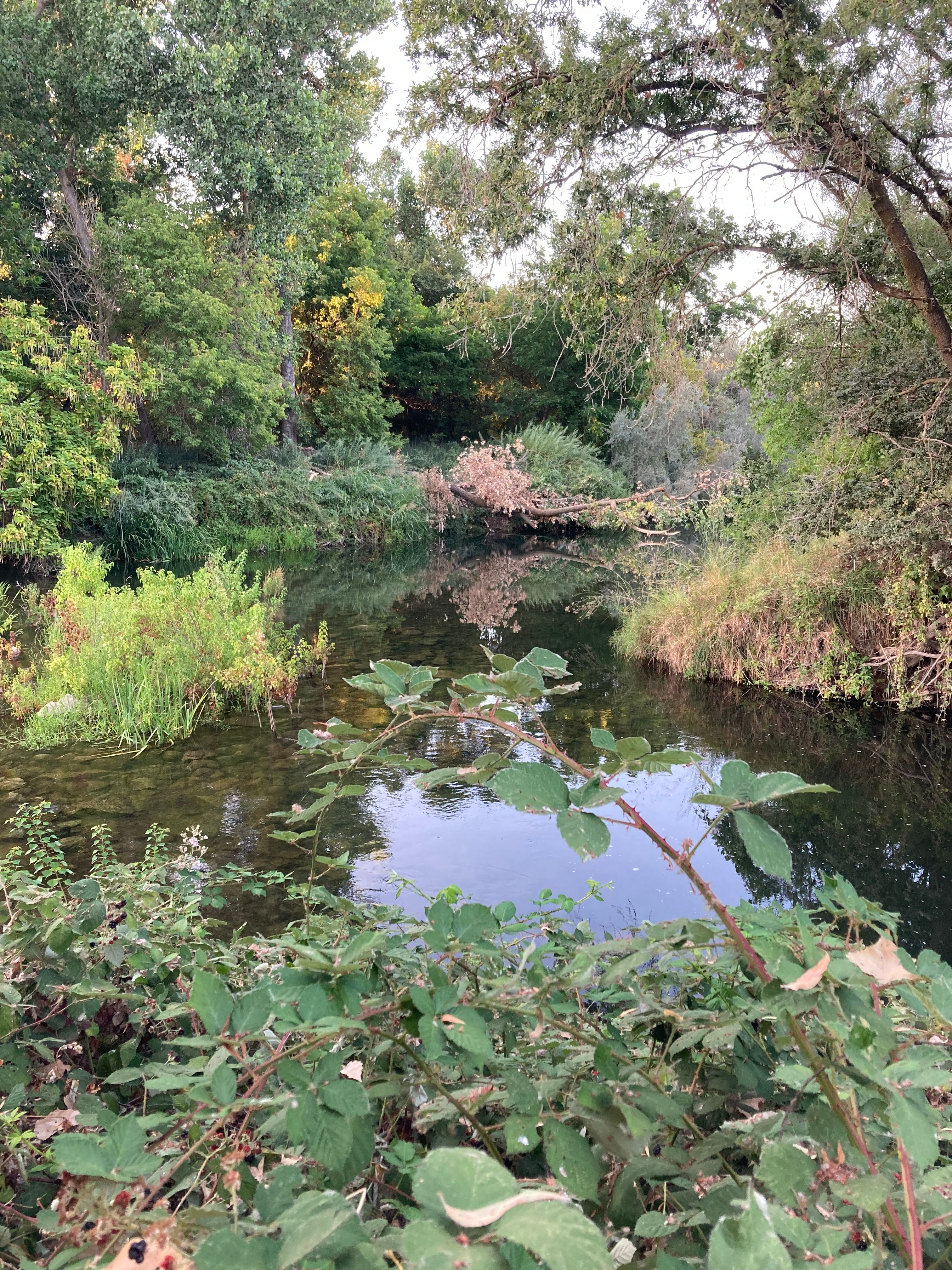 american river nature