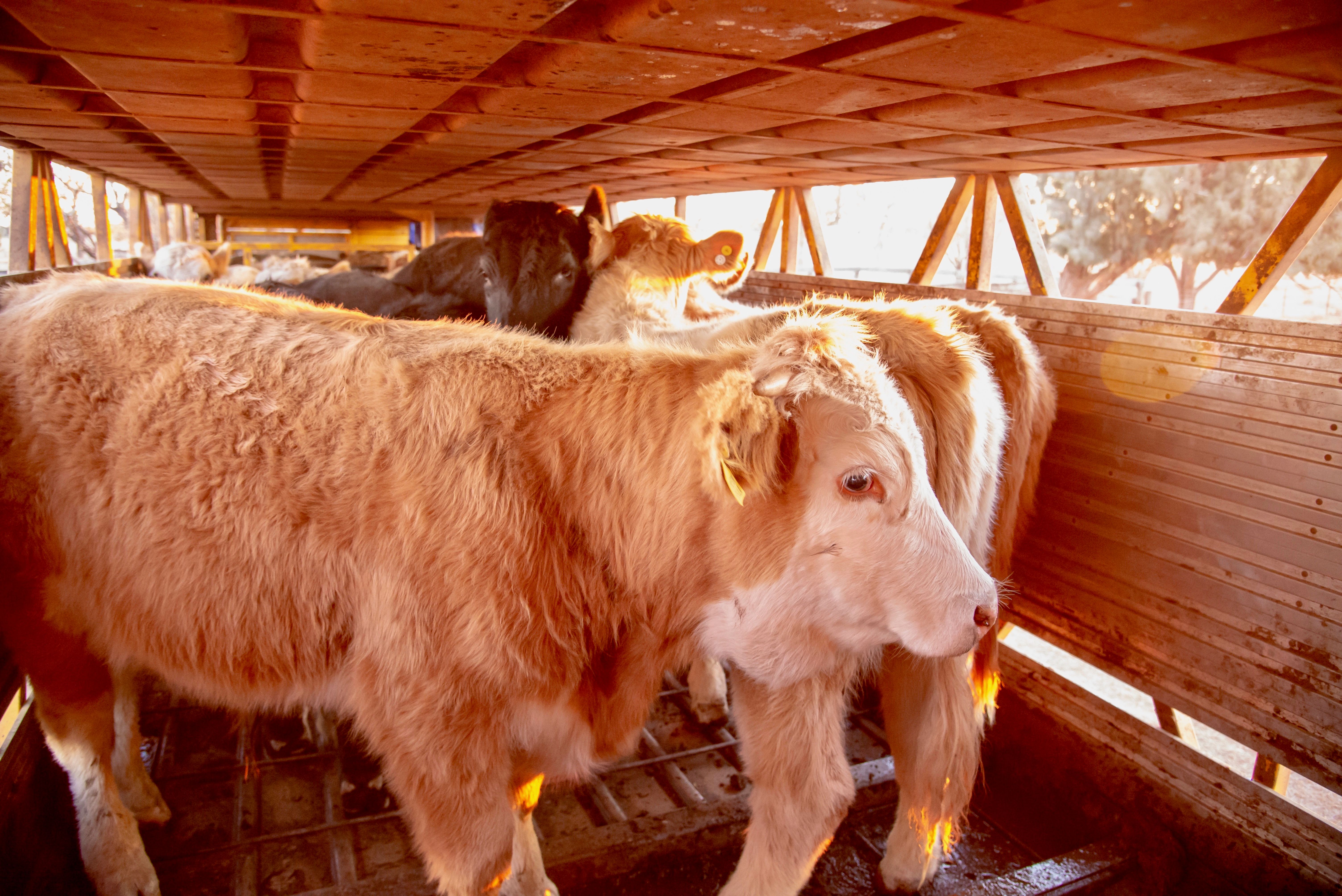 Grass fed beef cattle steers in cattle truck