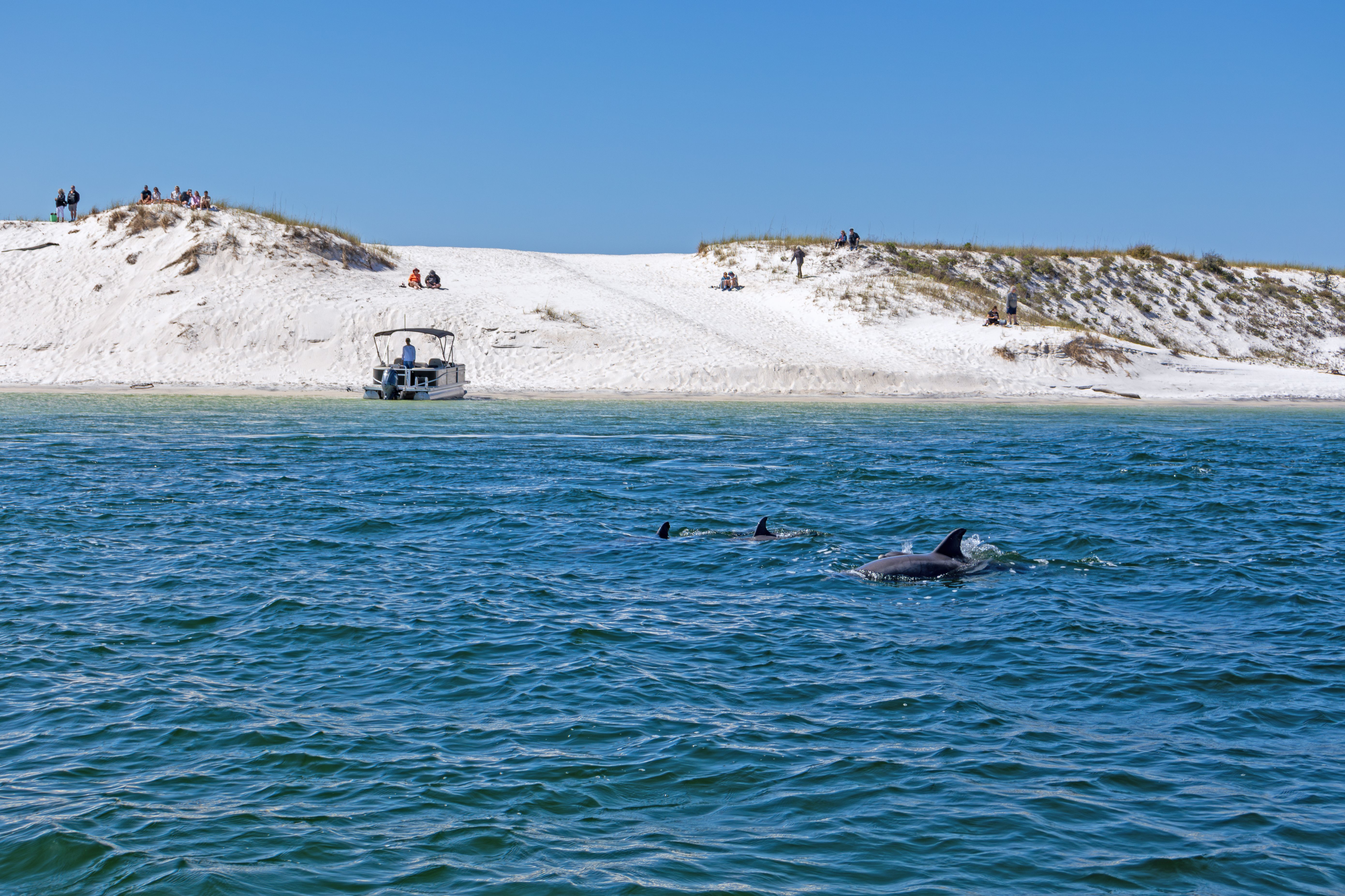 guided dolphin tour