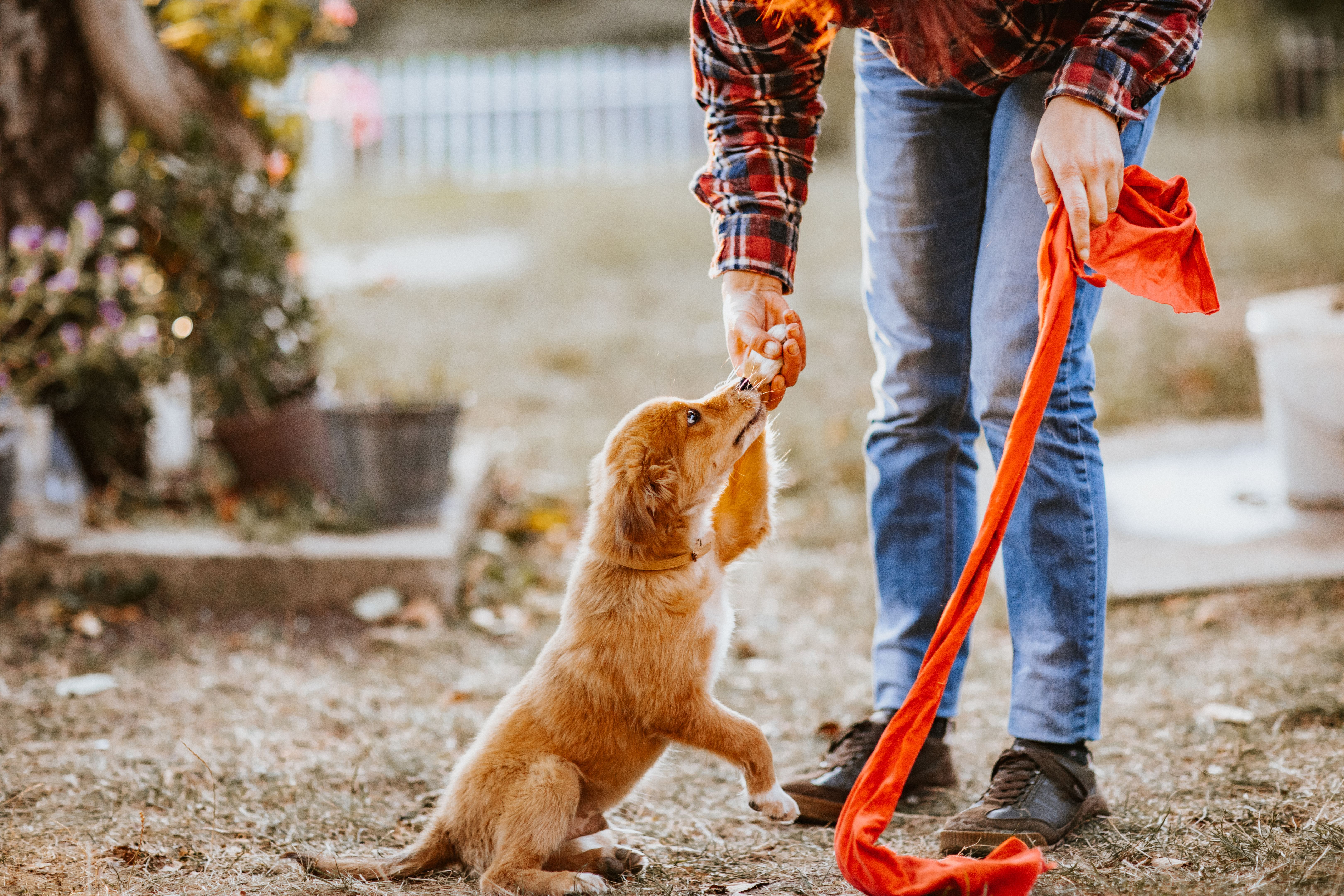 Woman playing with puppy outdoors Woman playing with puppy outdoors