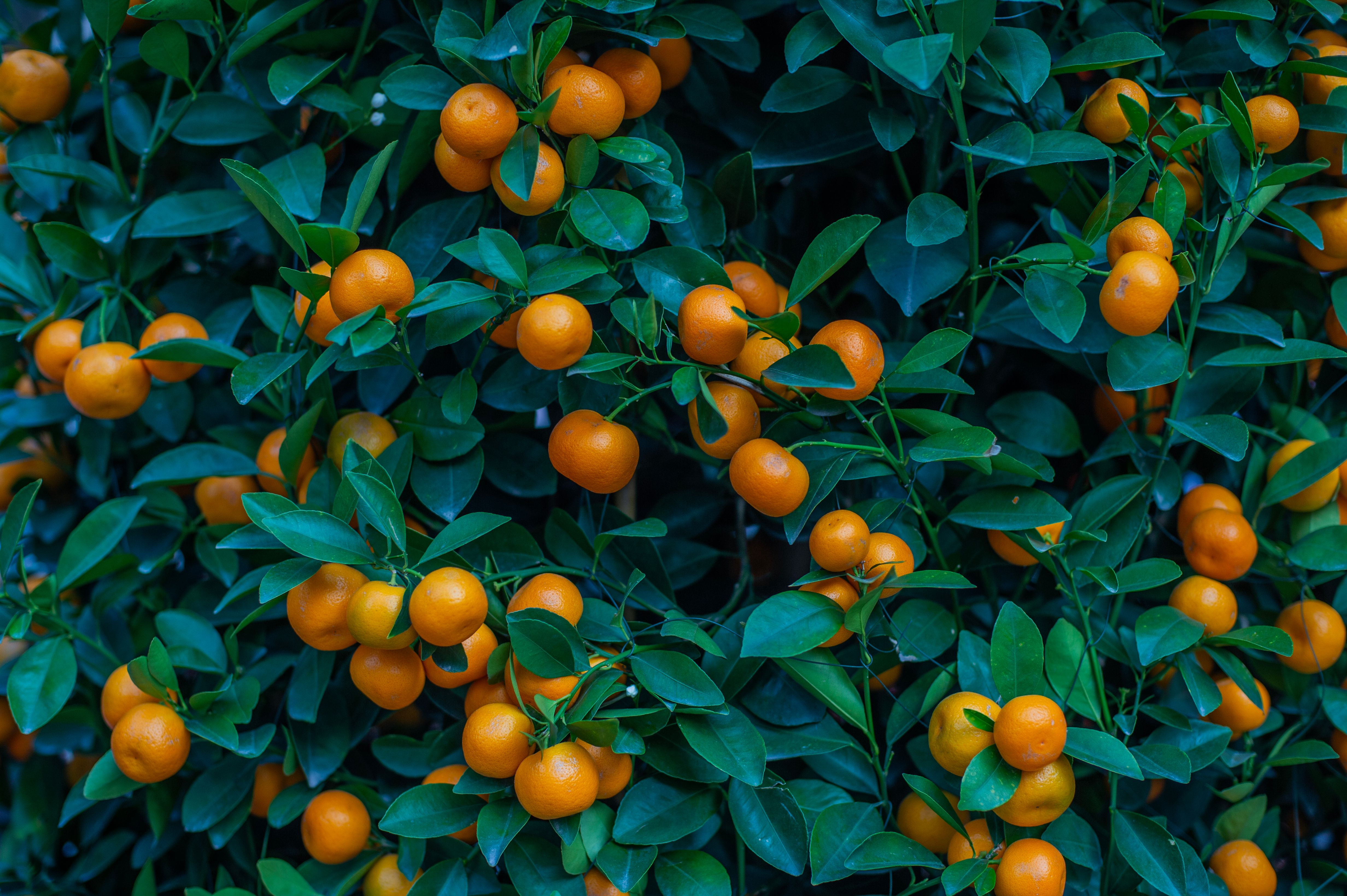 citrus fruit