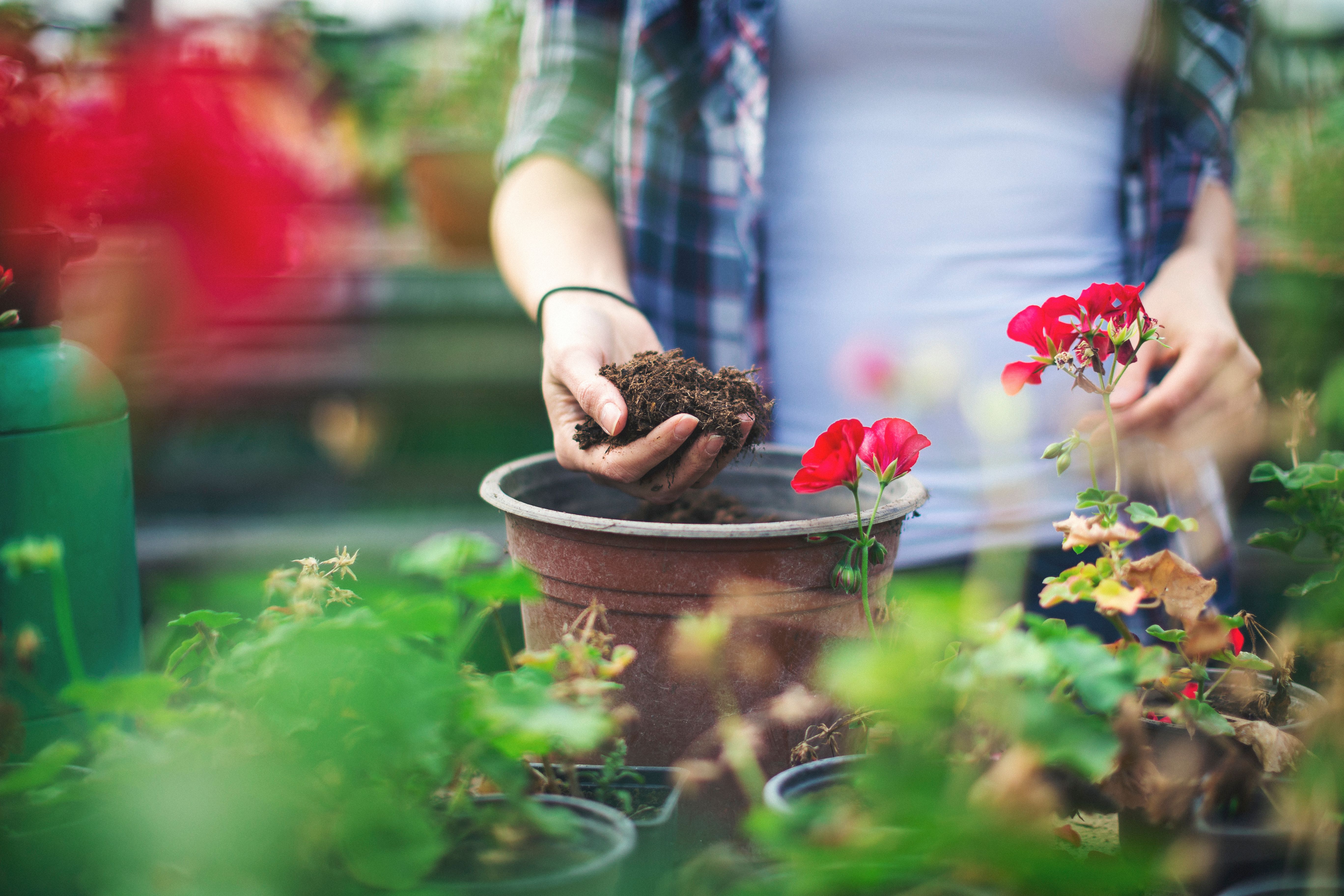 plant selection