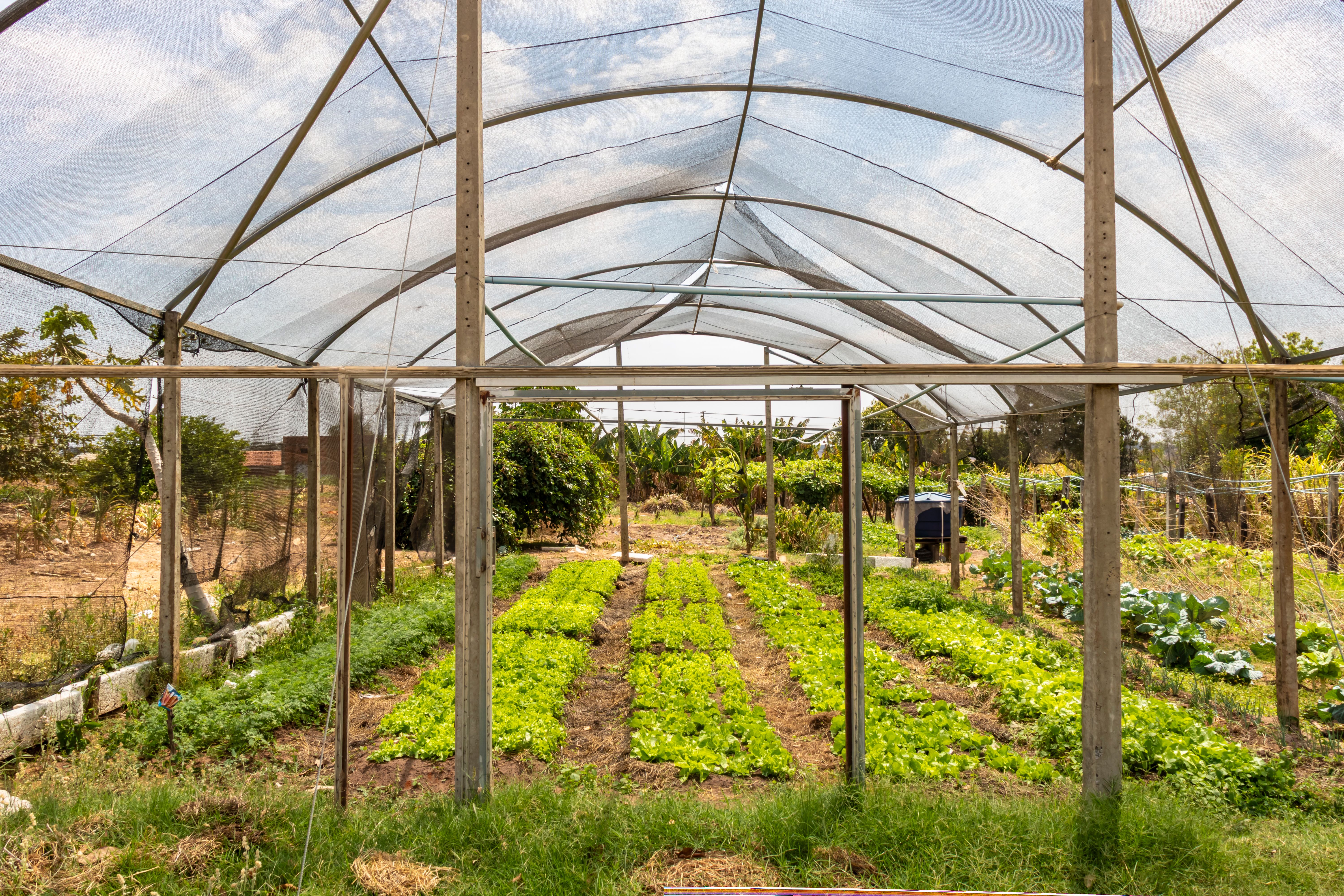 greenhouse farming Brazil