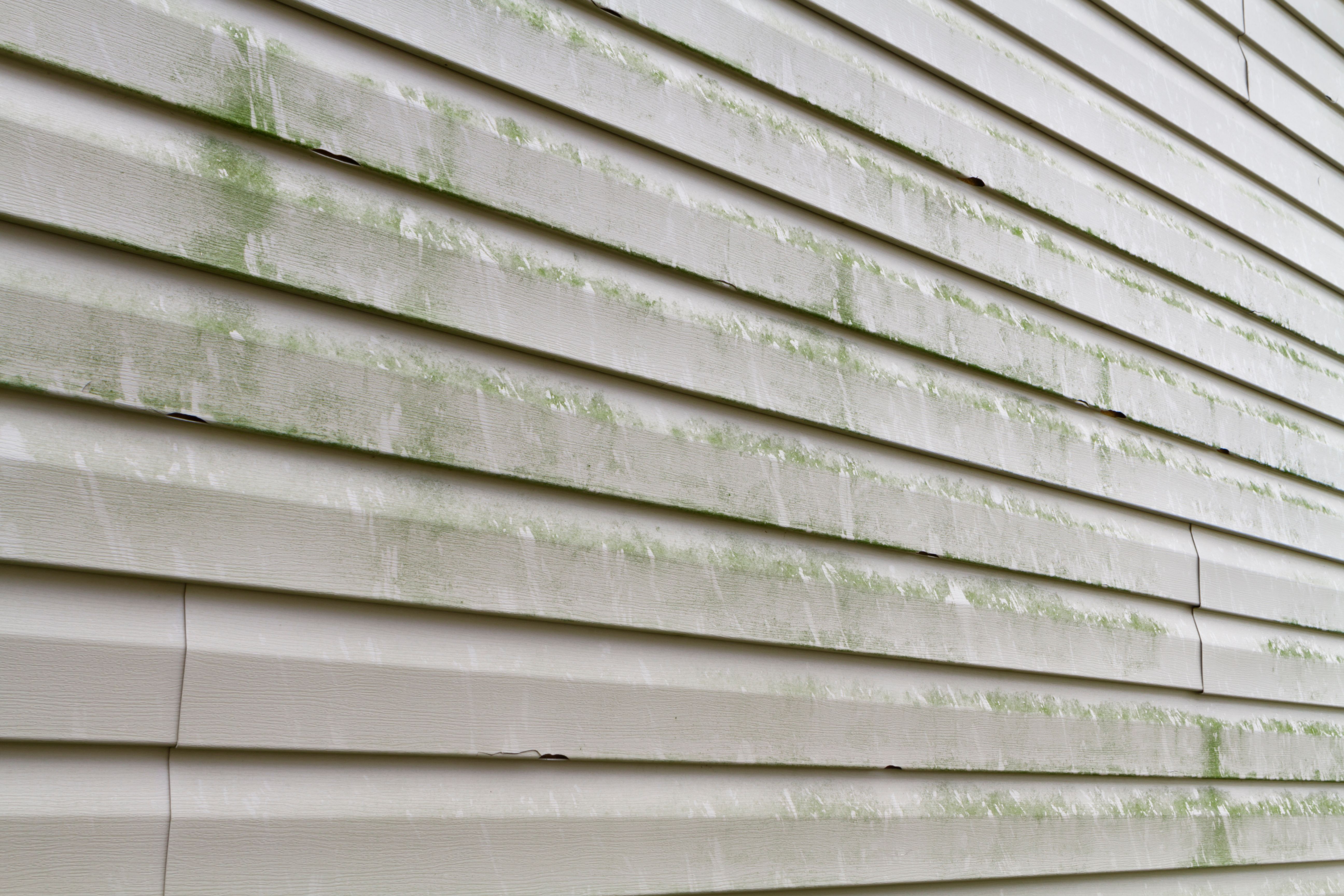 mold on siding