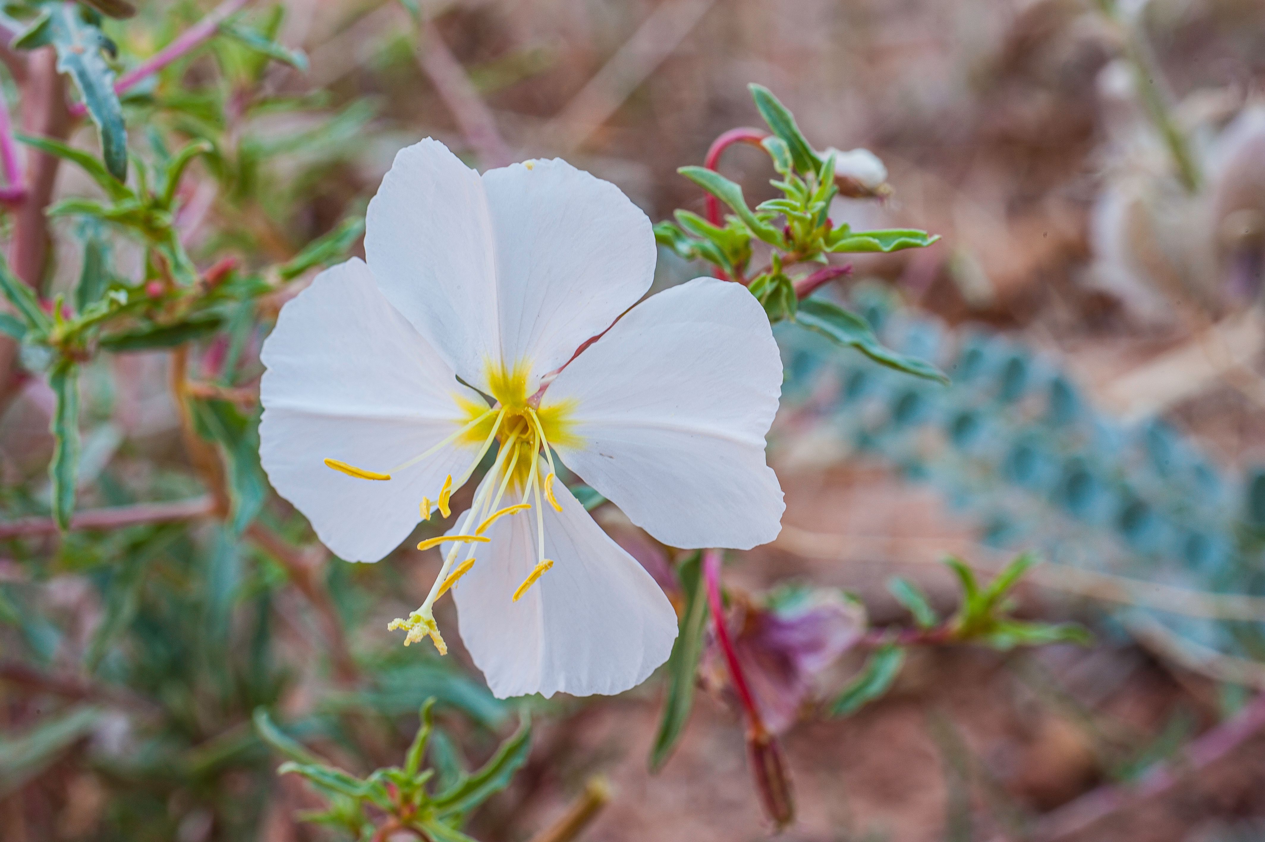 utah native plants