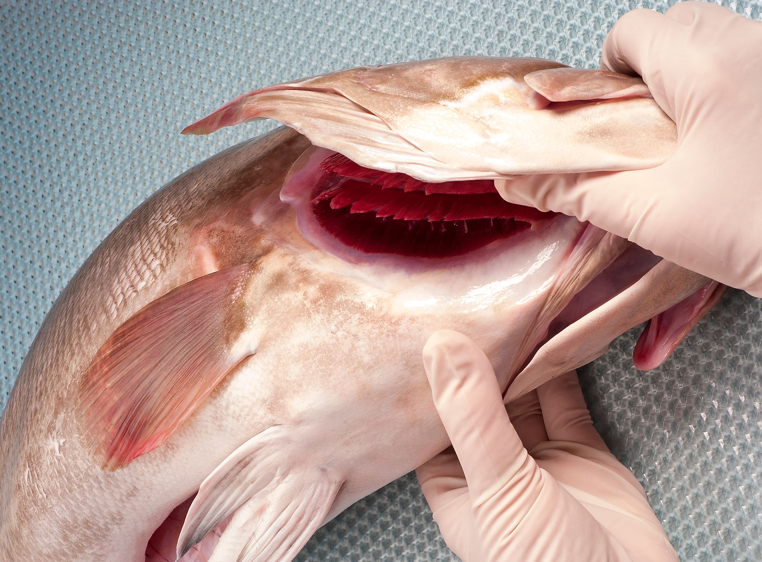 seafood quality control