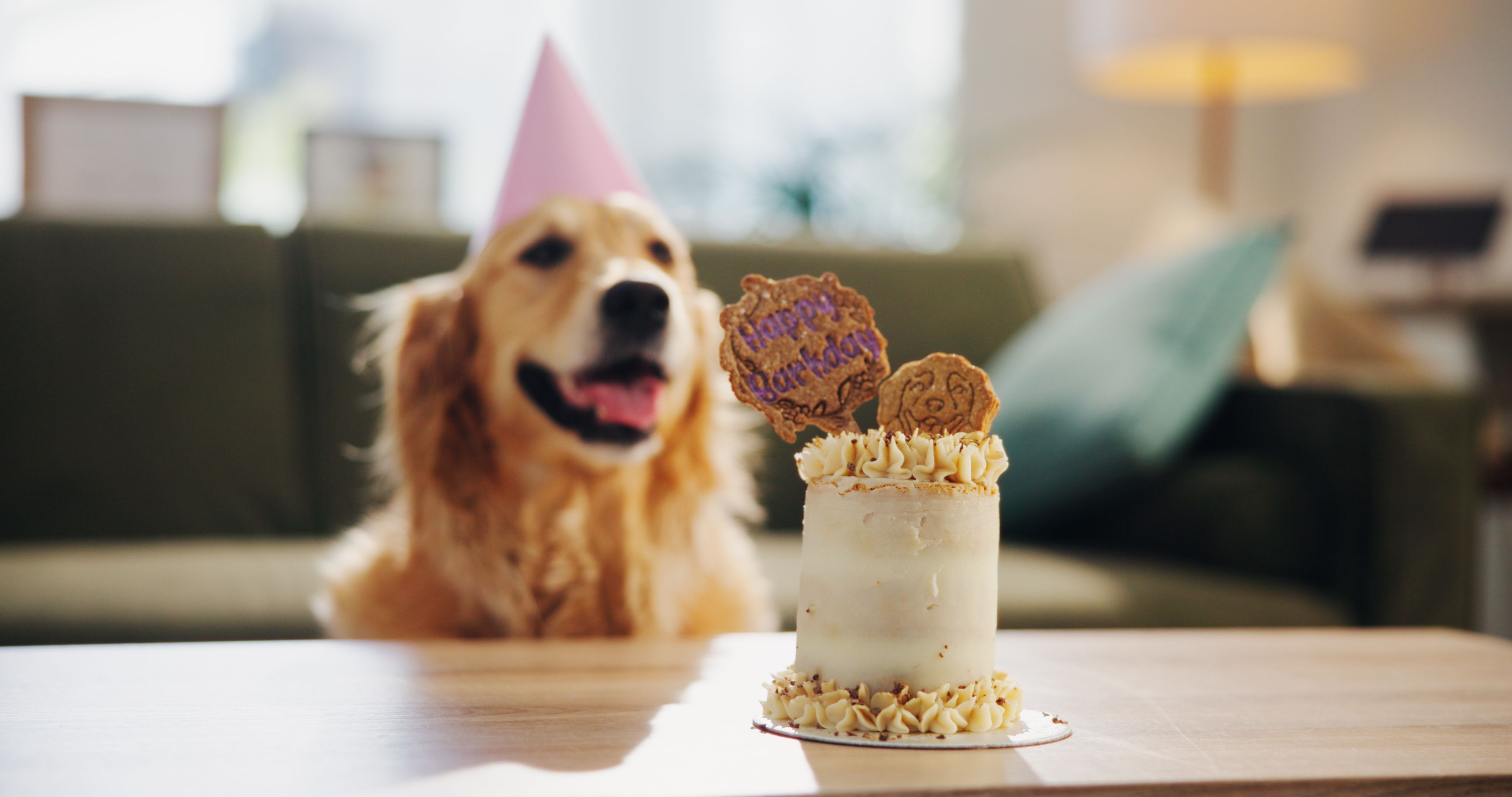 golden retriever grooming