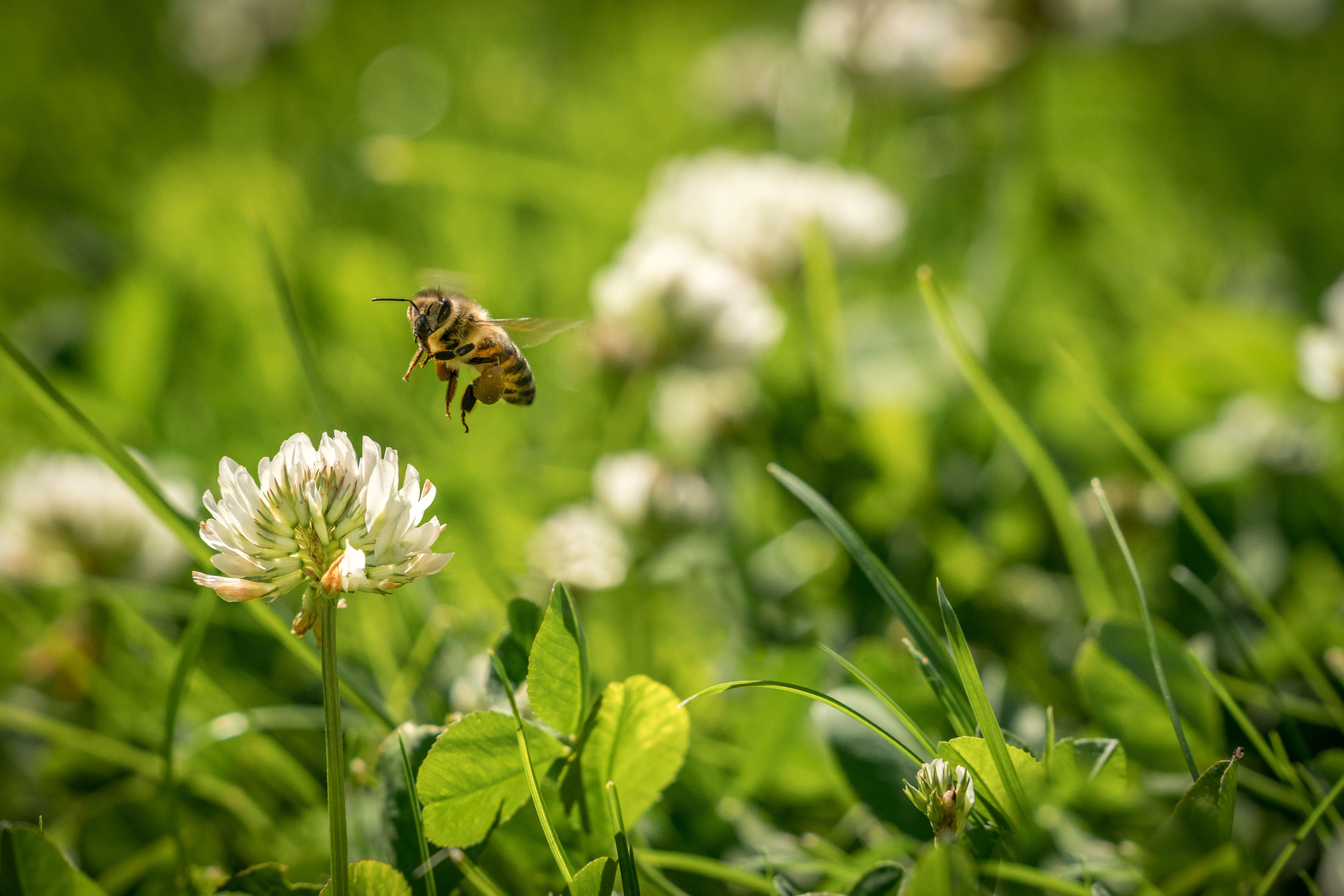 Close up of wild bee in mid-air next to a clover flower.