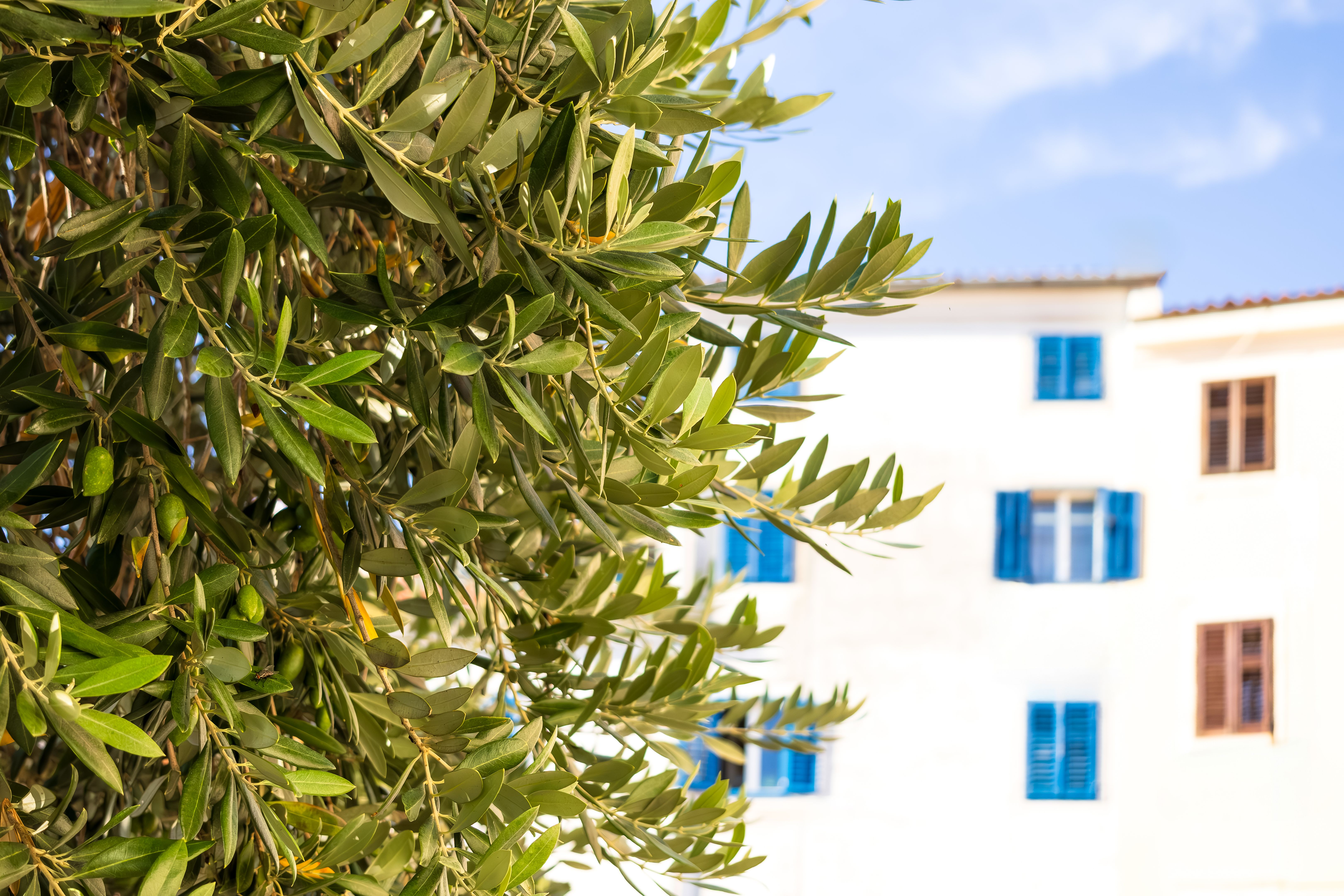 olive branch streets