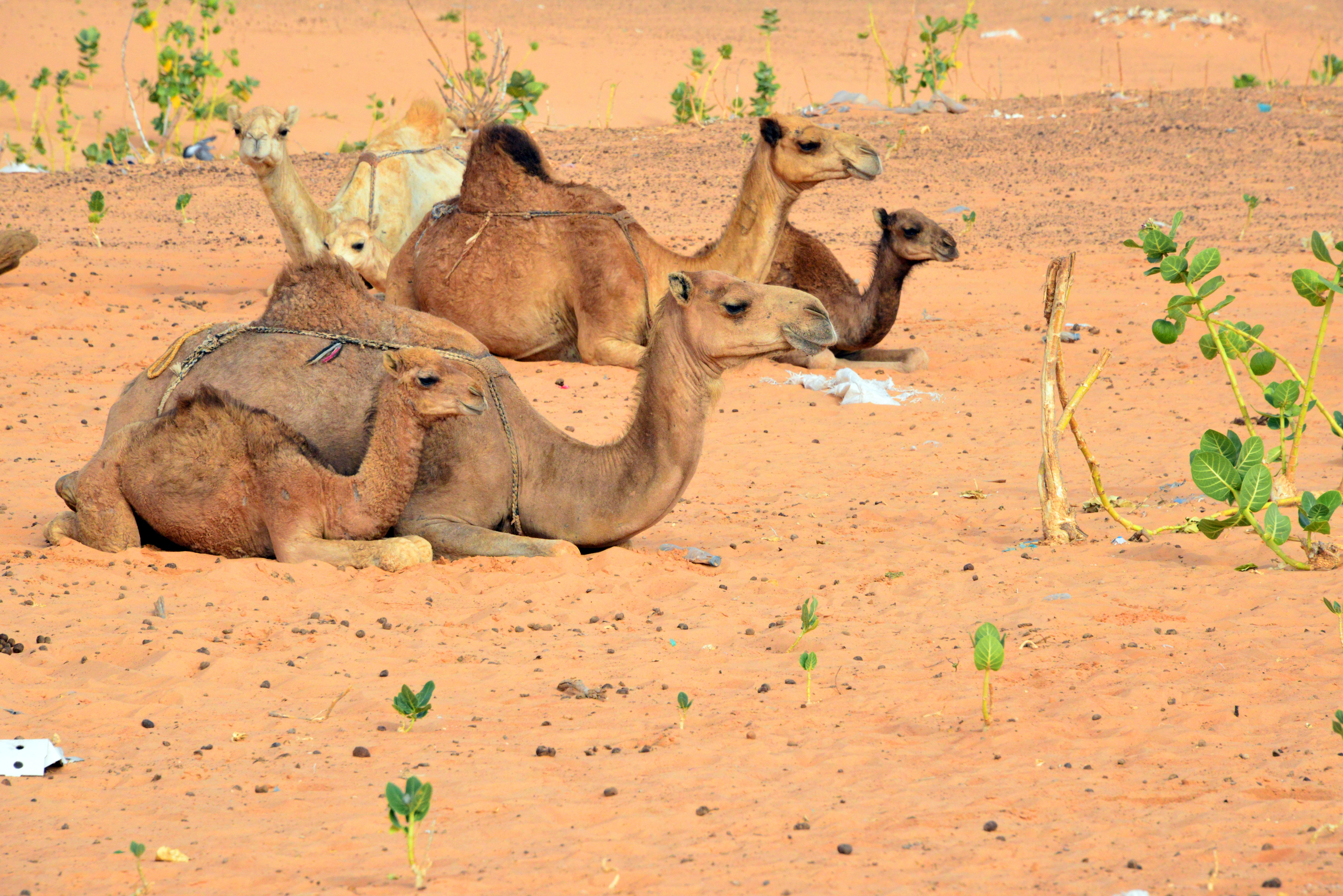 Mauritania: camels rest - Sahara desert