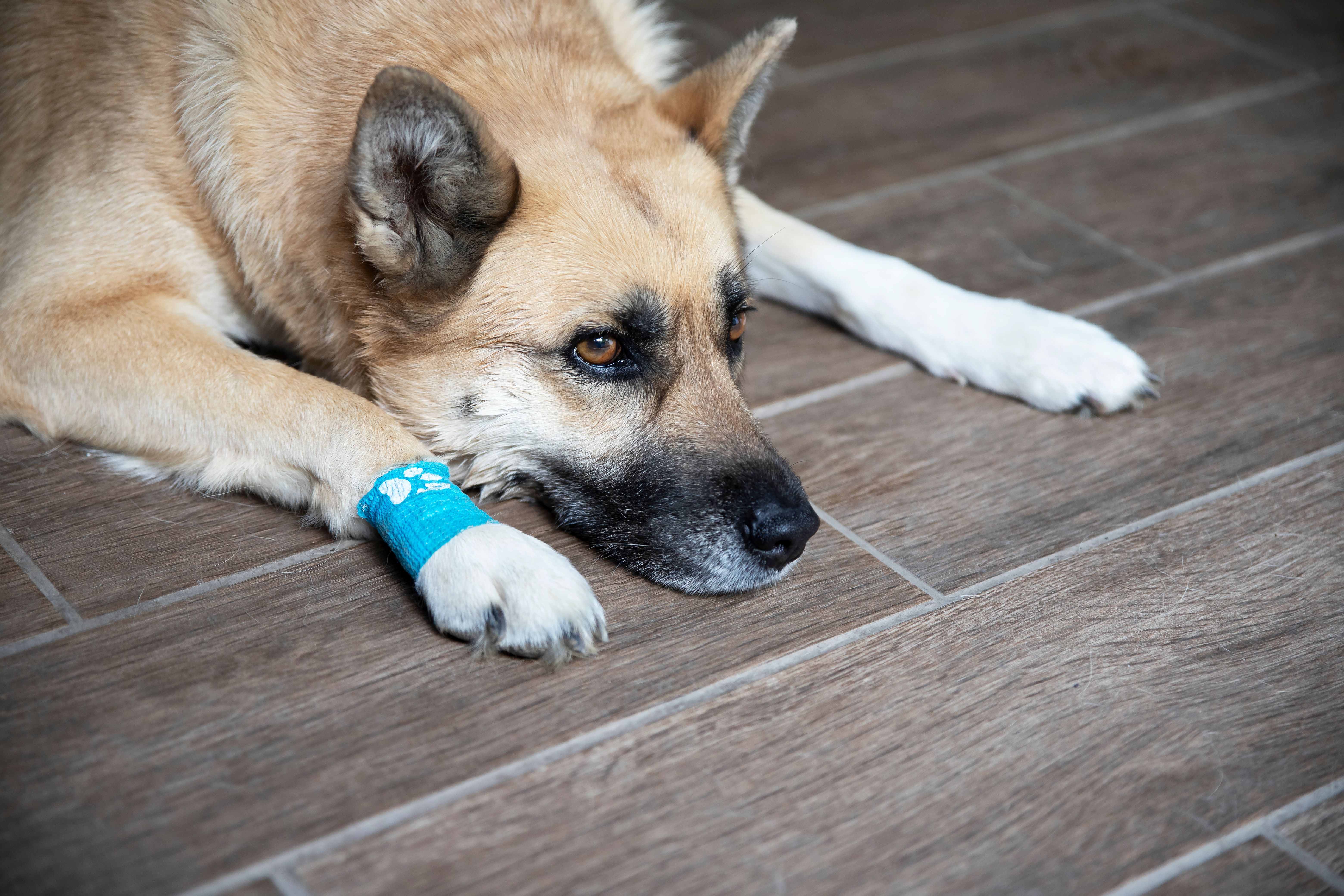 Dog lie down after giving a blood sample