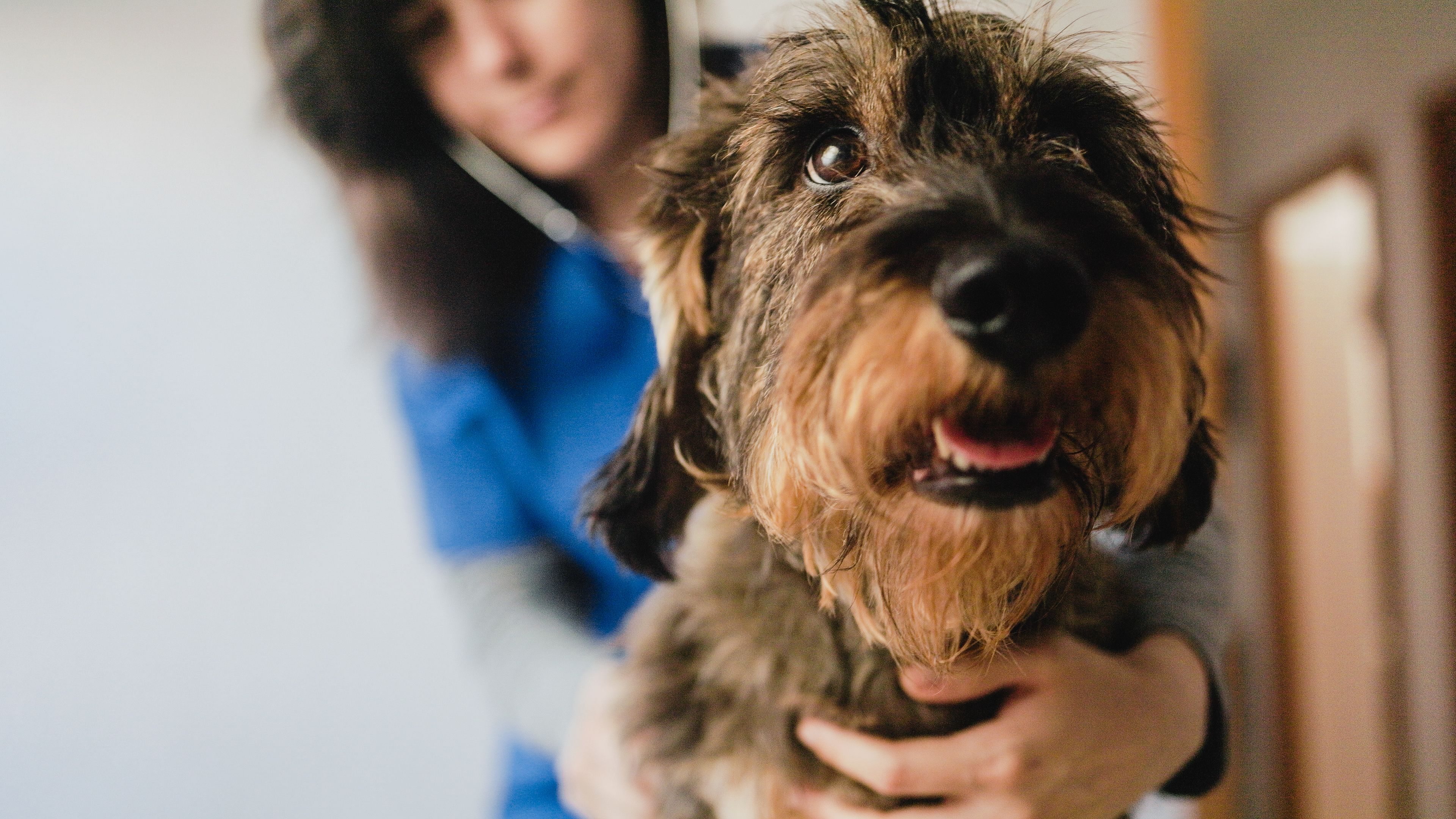 veterinary care