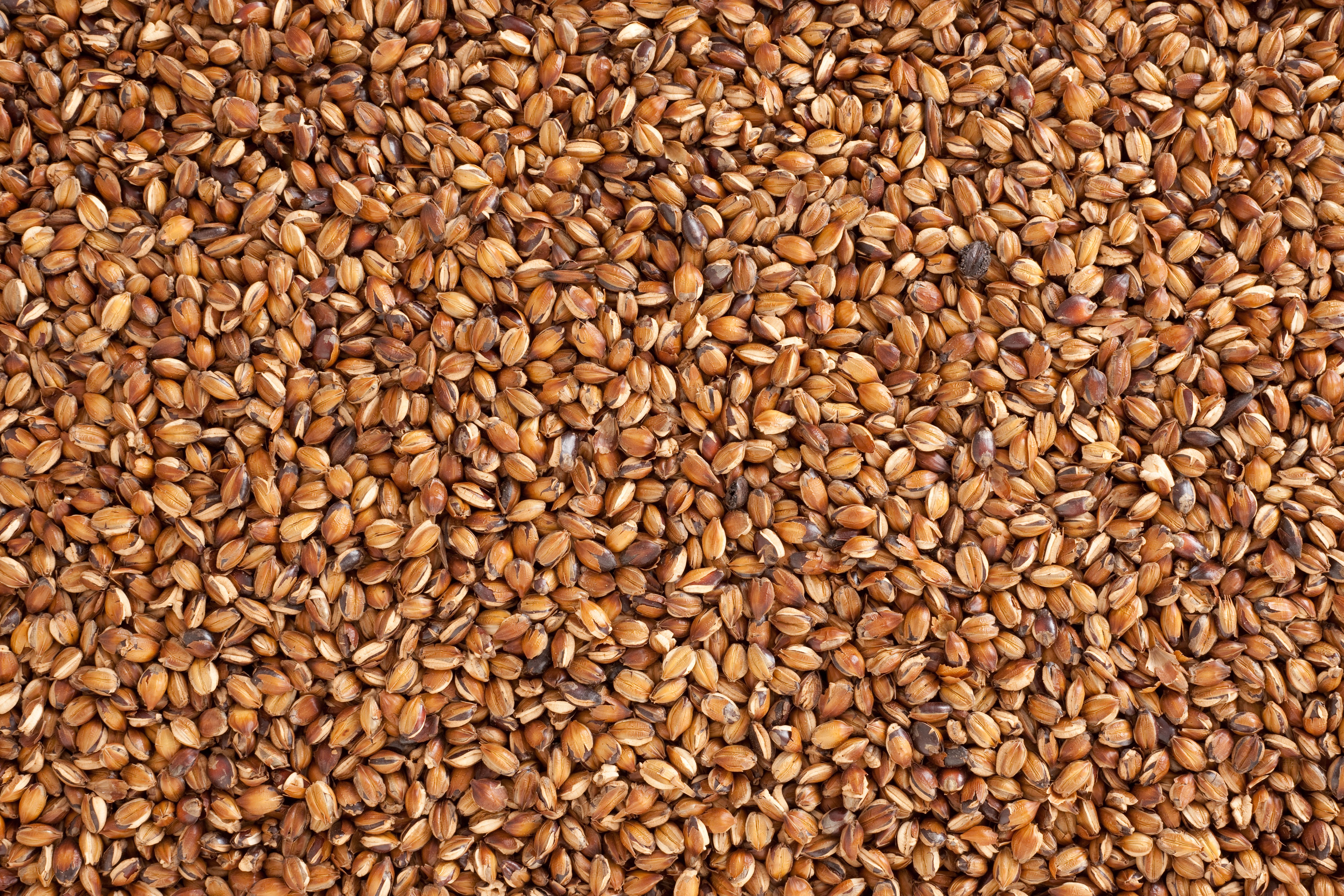 roasted barley