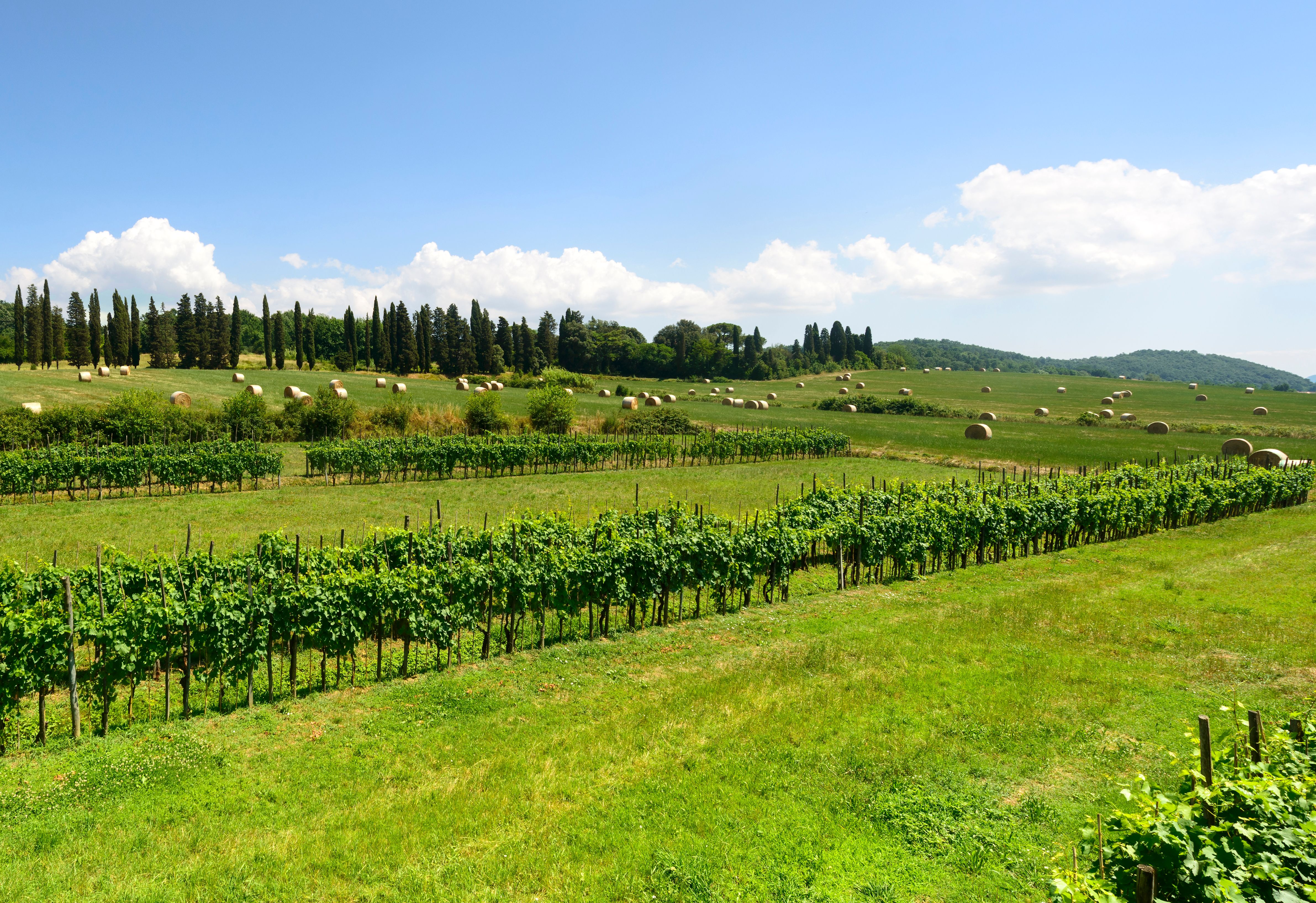 lucca vineyards