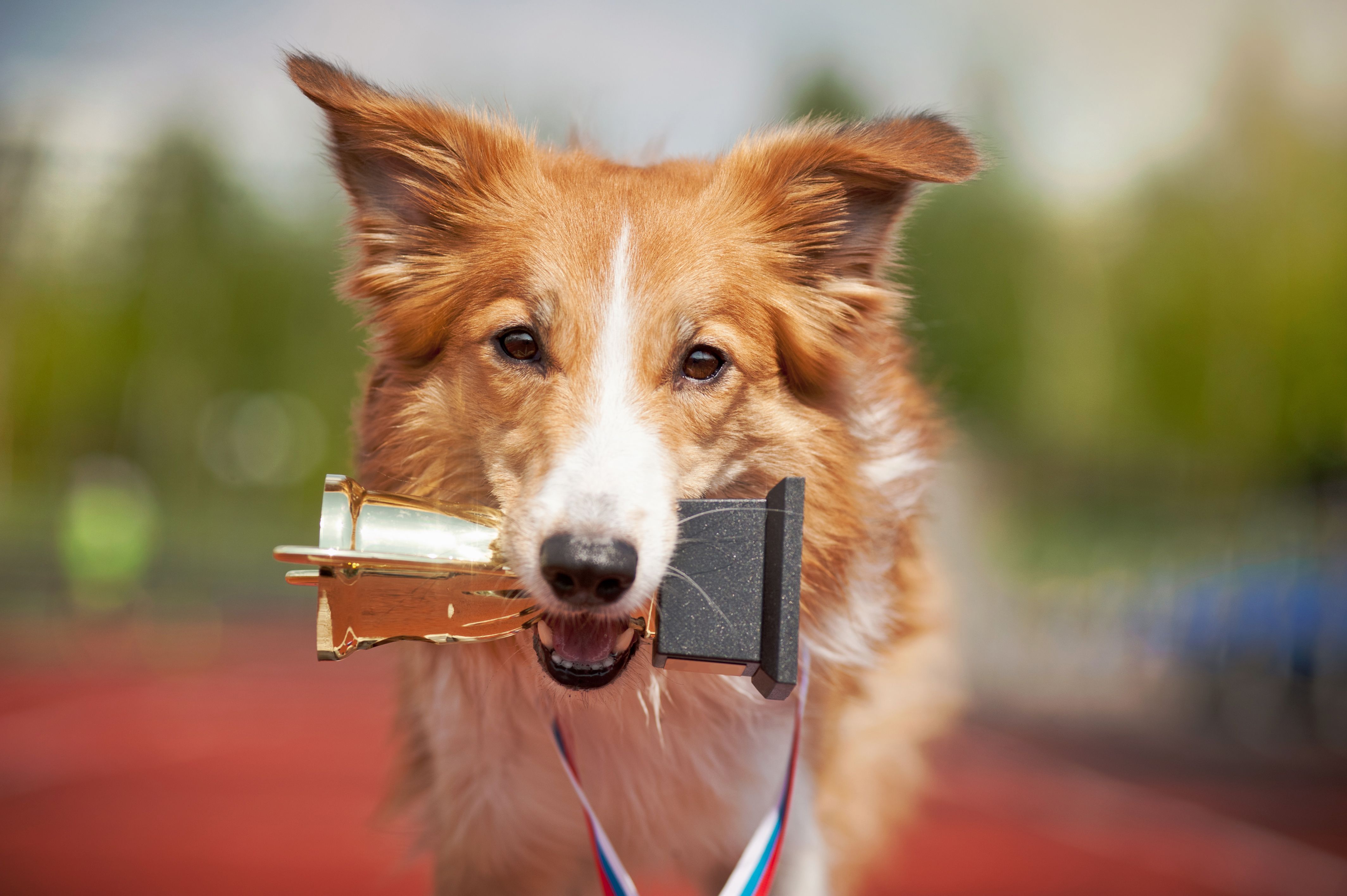 dog competition