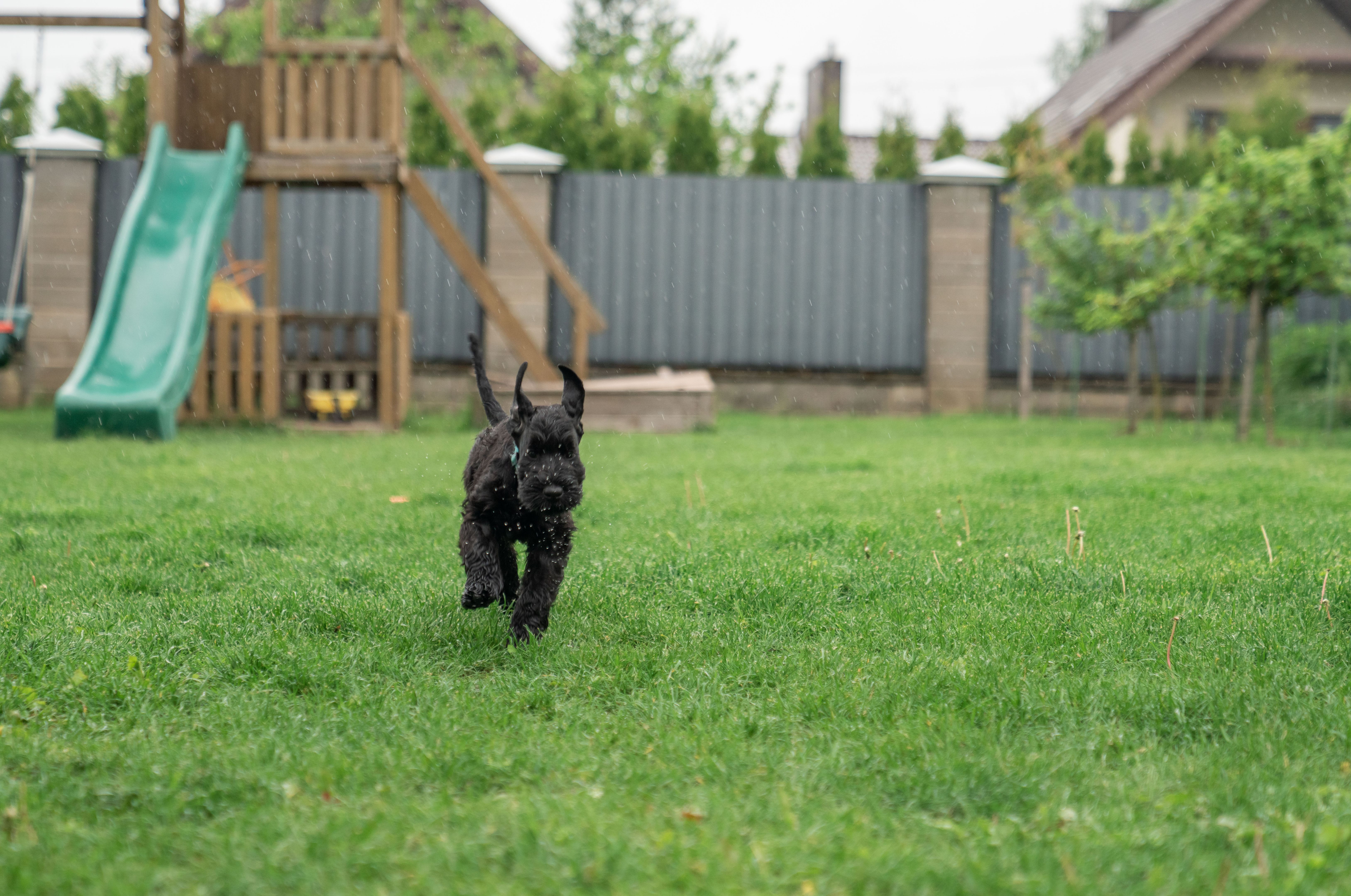 Young Black Riesenschnauzer or Giant Schnauzer dog on the grass. Young Black Riesenschnauzer or Giant Schnauzer dog on the grass.