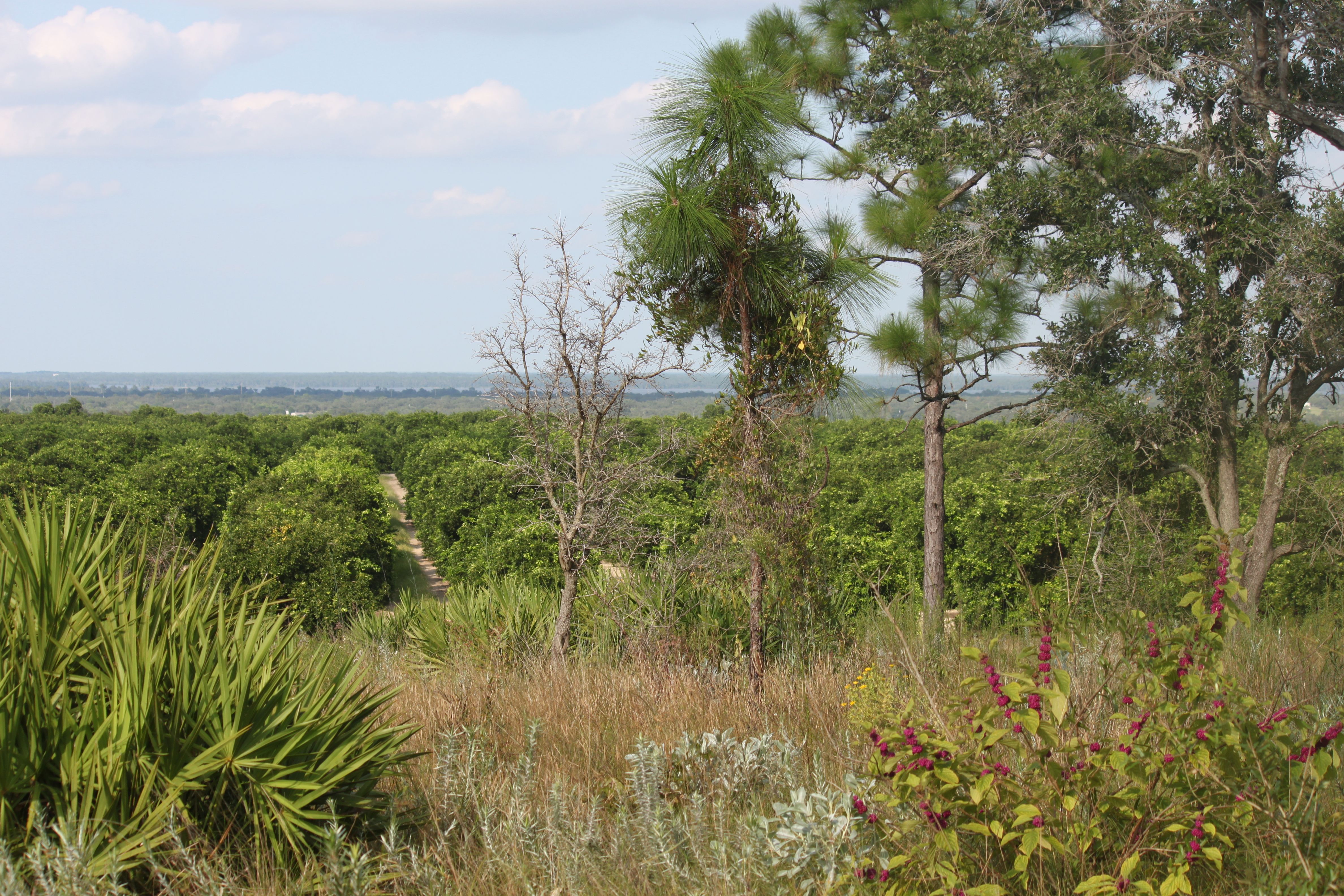 florida permaculture